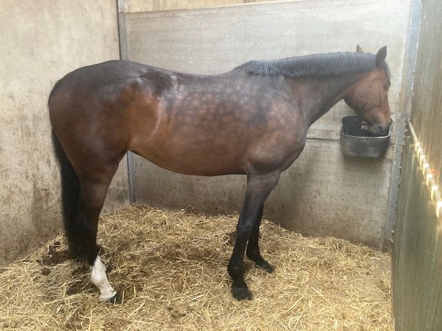 繁殖牝馬 販売中 Classic Orange Z x Argentinus | SportHorses.jp