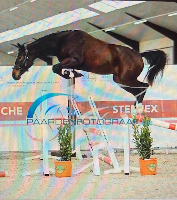 繁殖牝馬 販売中 Classic Orange Z x Argentinus | SportHorses.jp
