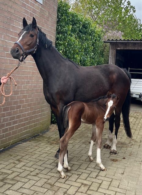 zangersheide fokmerrie merrie 6 years old donkerbruin for sale - Photo 4