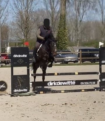 zangersheide fokmerrie merrie 6 years old donkerbruin for sale - Photo 6