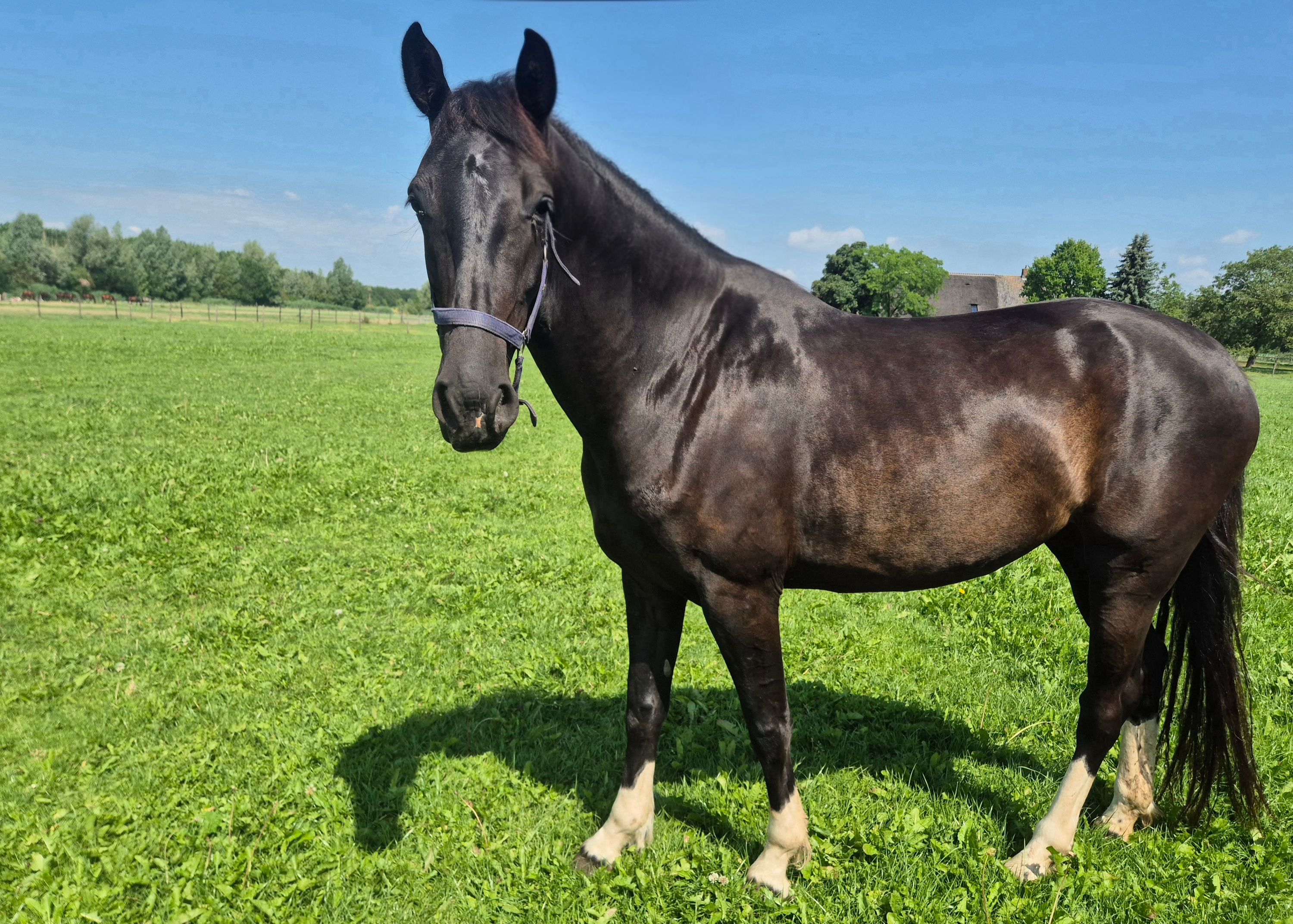 Schwarze Gelderländer Stute mit 4x weißen Beinen