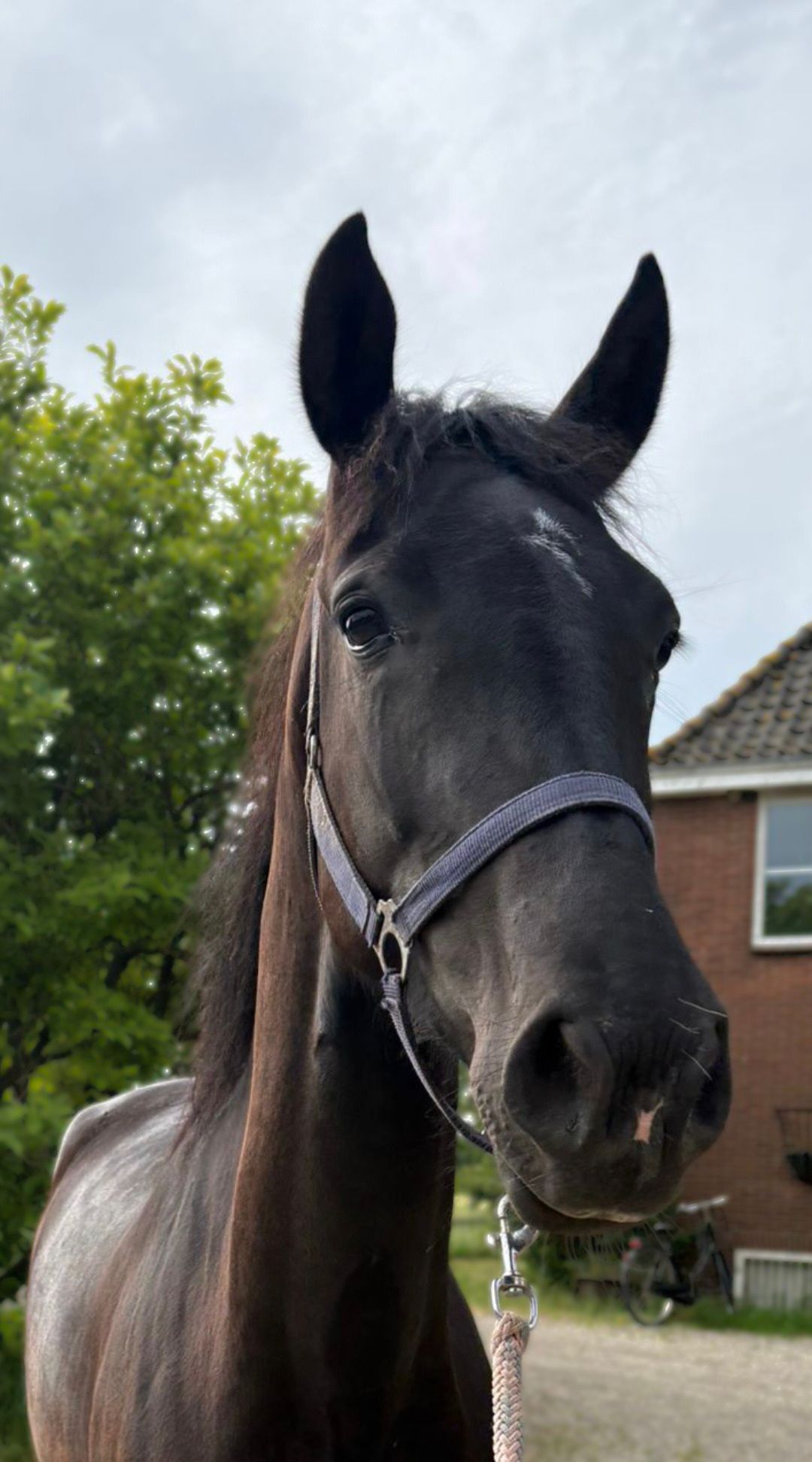 dressuurpaard merrie 4 år zwart till salu - Foto 2
