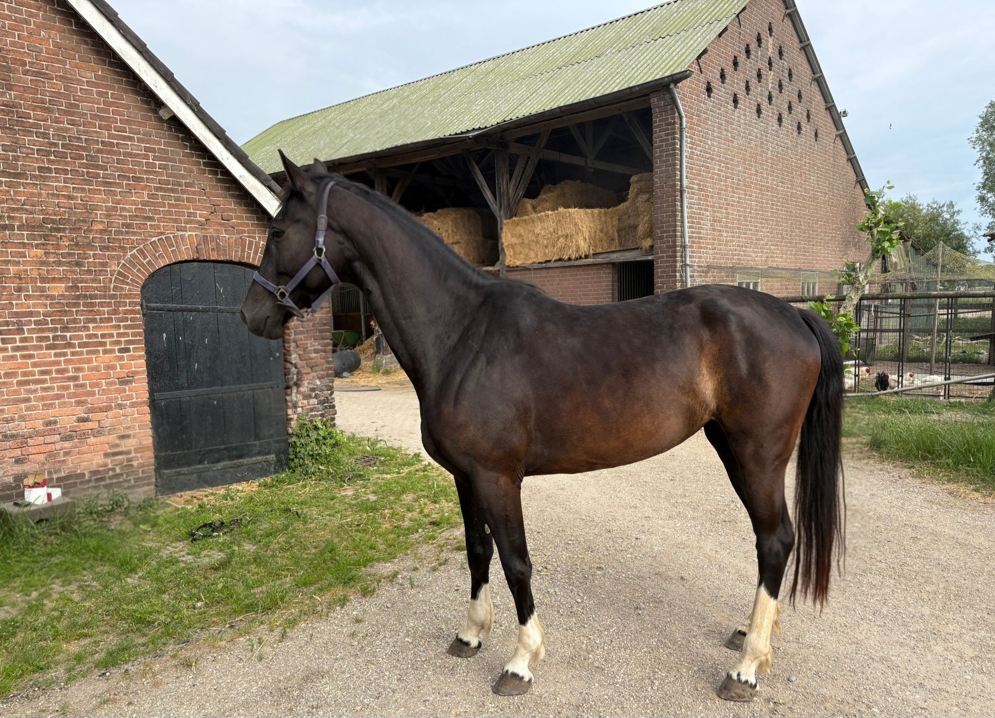 dressuurpaard merrie 4 år zwart till salu - Foto 3