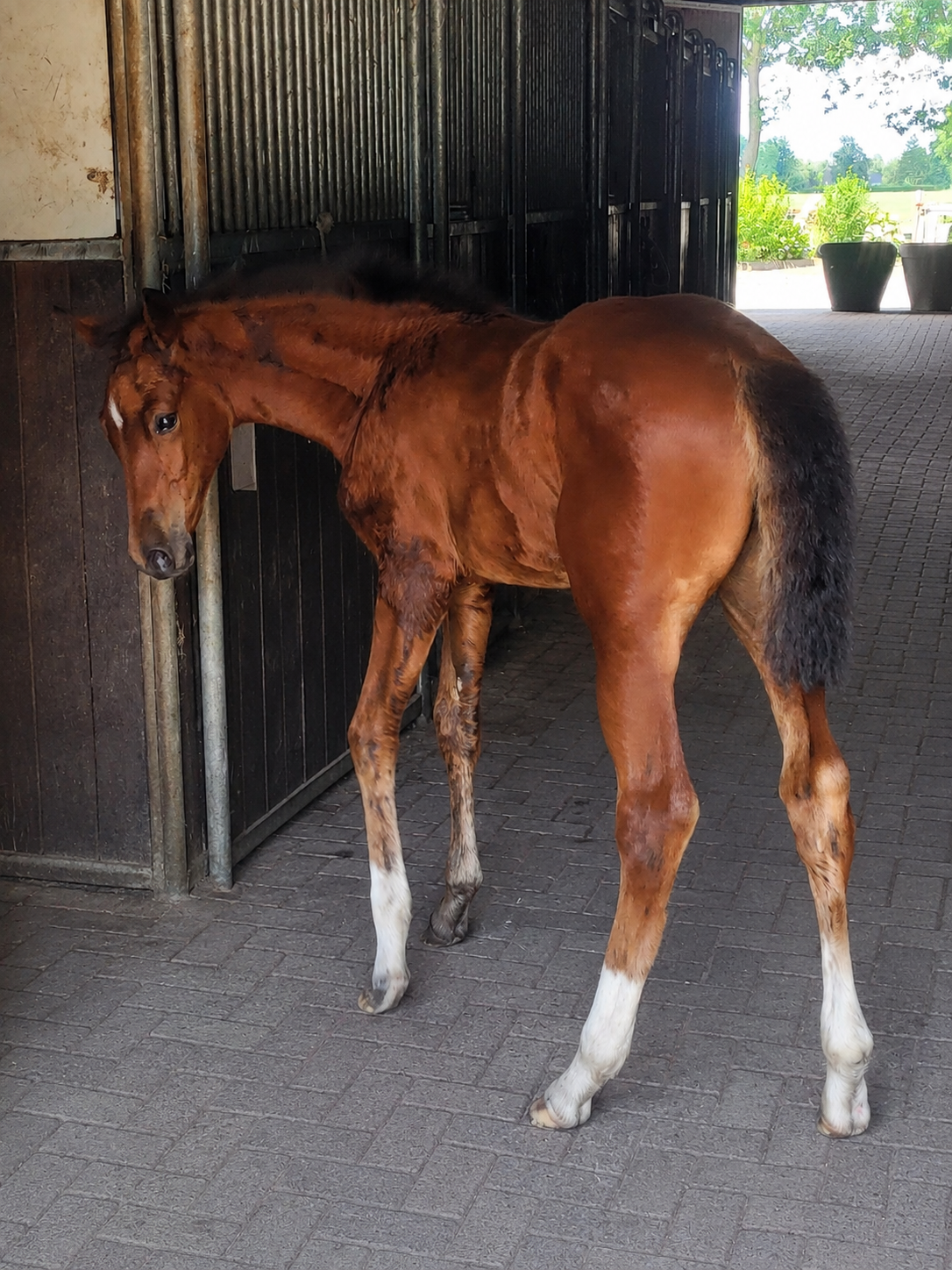 zangersheide springpaard merrie 0 år donkerbruin till salu - Foto 2