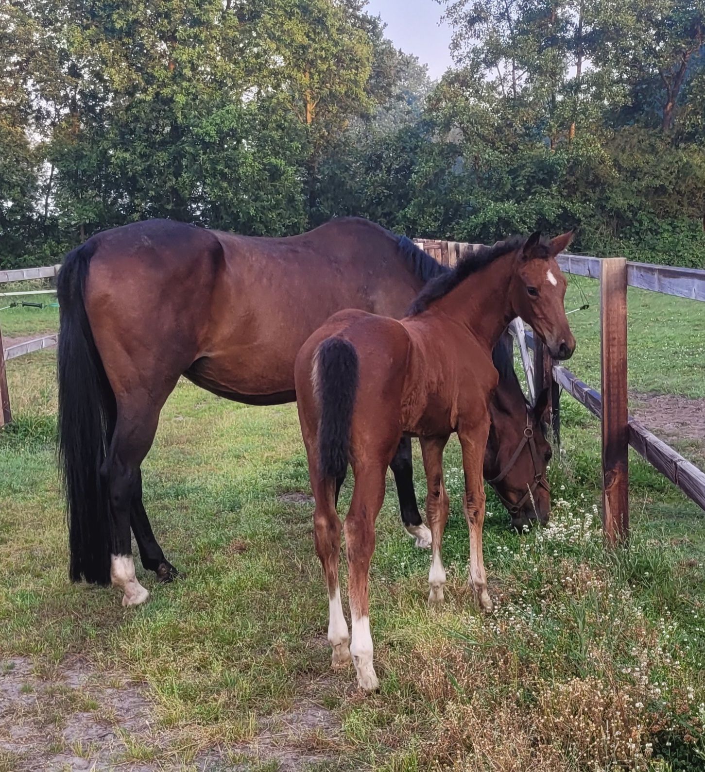 zangersheide springpaard merrie 0 år donkerbruin till salu - Foto 3