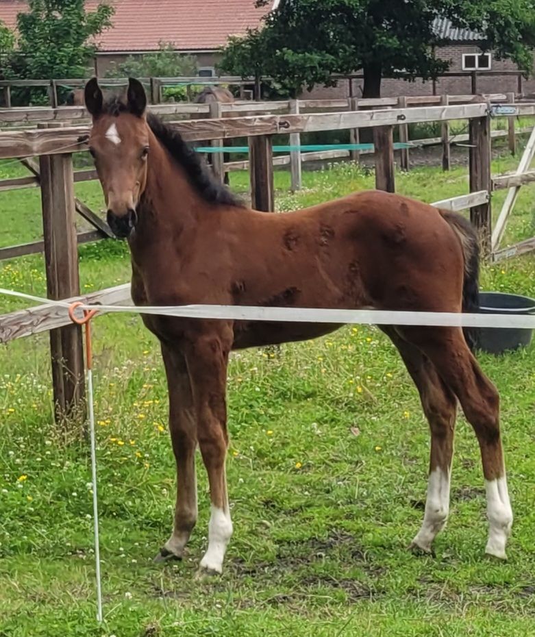 zangersheide springpaard merrie 0 år donkerbruin till salu - Foto 4