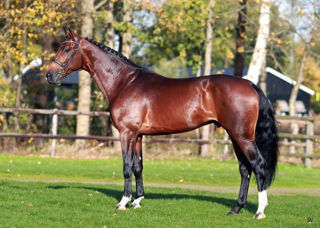 zangersheide springpaard merrie 0 år donkerbruin till salu - Foto 5