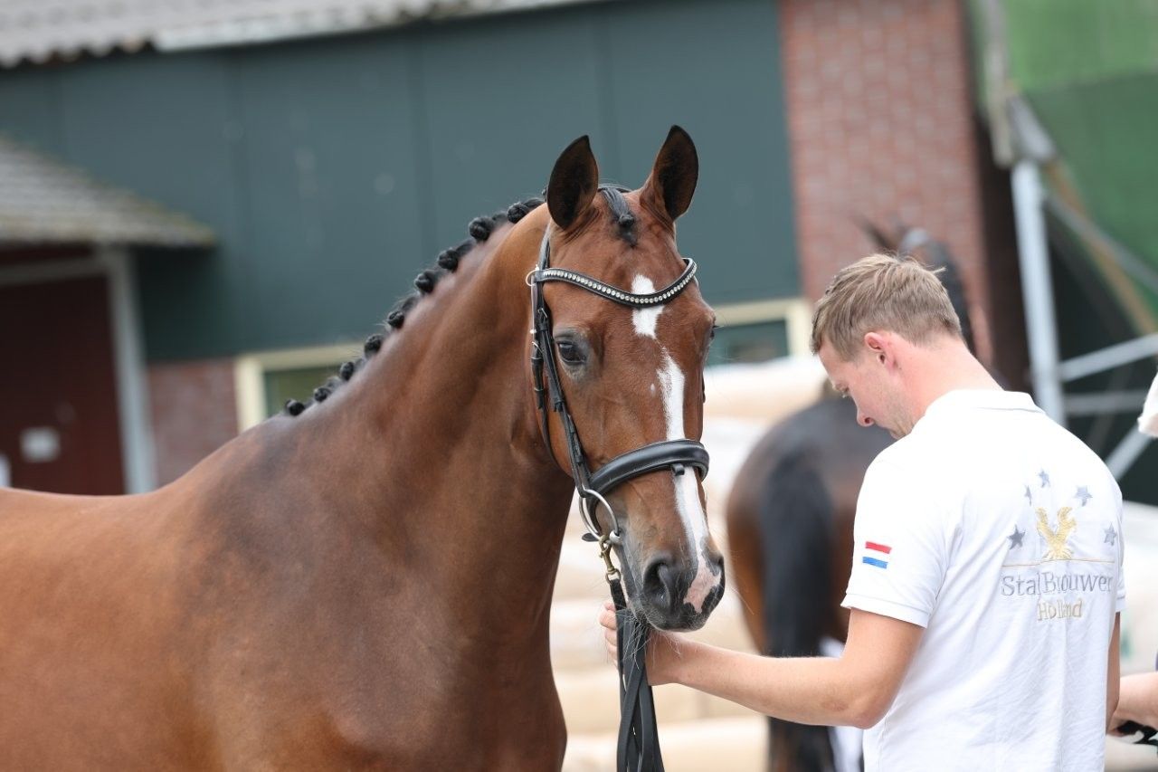 kwpn dressuurpaard merrie 3 jaar bruin te koop - Hoofdfoto