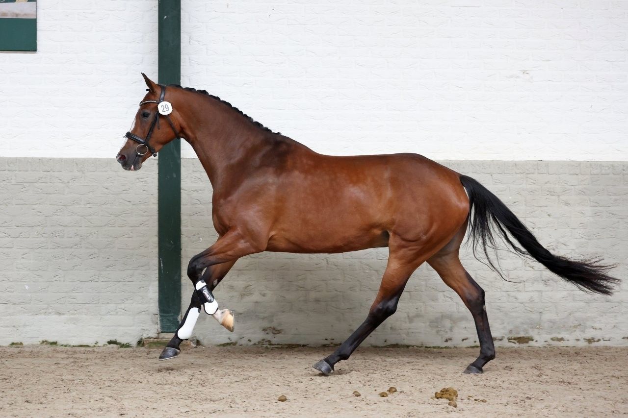 kwpn dressuurpaard merrie 3 jaar bruin te koop - Foto 3