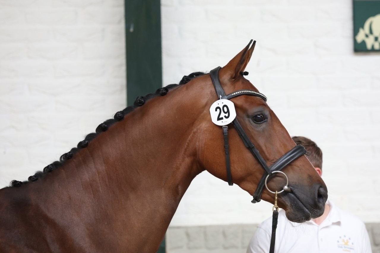 kwpn dressuurpaard merrie 3 jaar bruin te koop - Foto 5