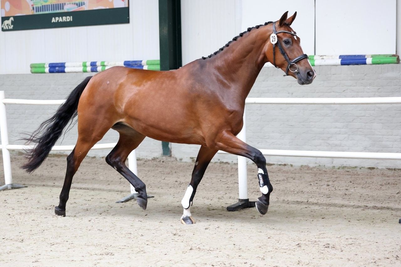 kwpn dressuurpaard merrie 3 jaar bruin te koop - Foto 4