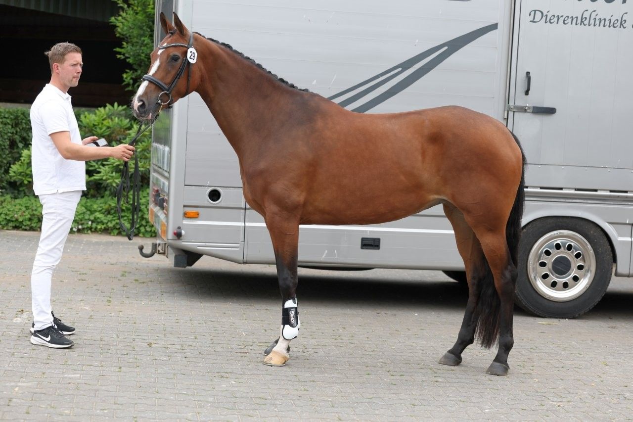 kwpn dressuurpaard merrie 3 jaar bruin te koop - Foto 6