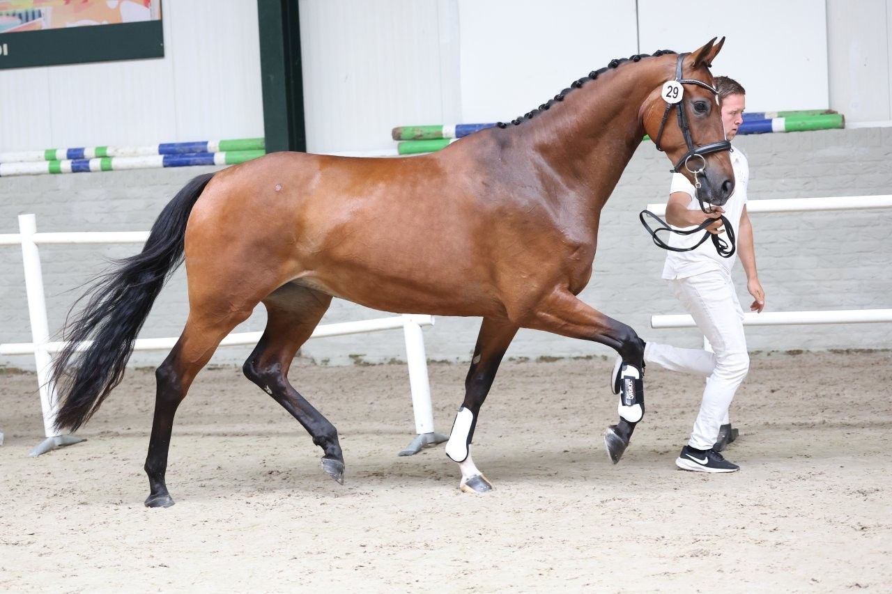 kwpn dressuurpaard merrie 3 jaar bruin te koop - Foto 2