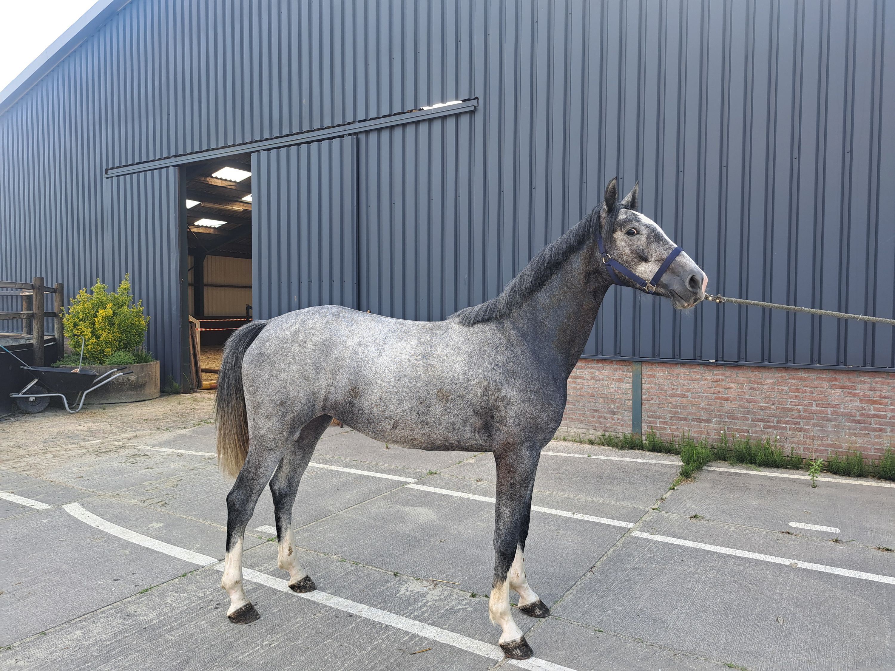 3 jarige spring merrie