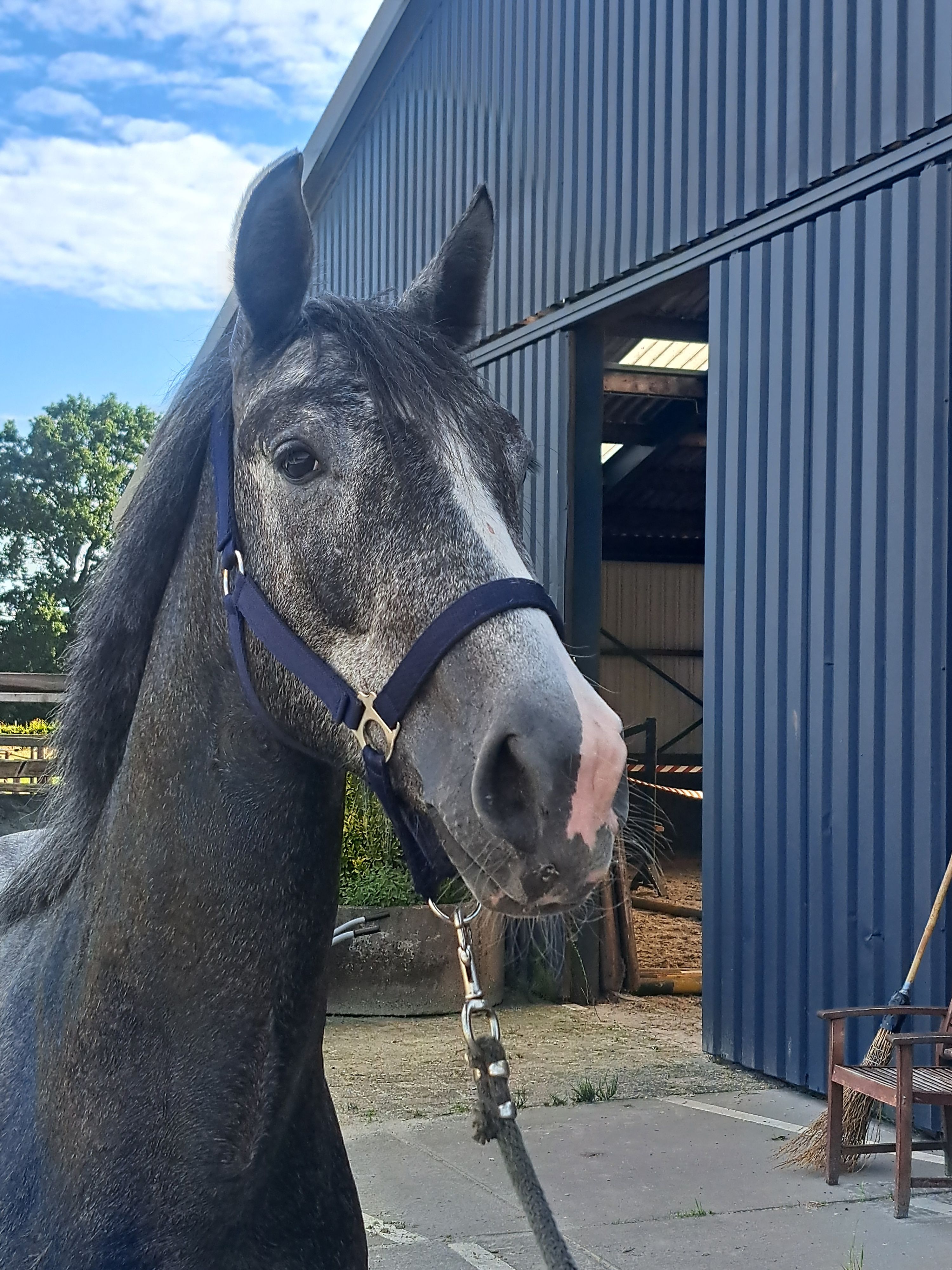 kwpn springpaard merrie 3 jaar schimmel te koop - Foto 2