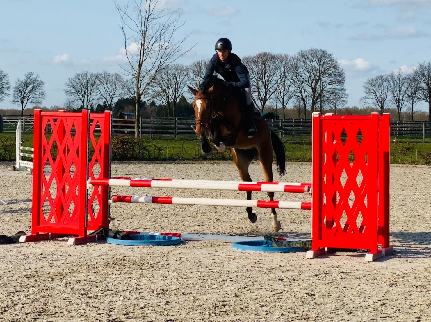 kwpn springpaard merrie 5 år bruin till salu - Foto 4