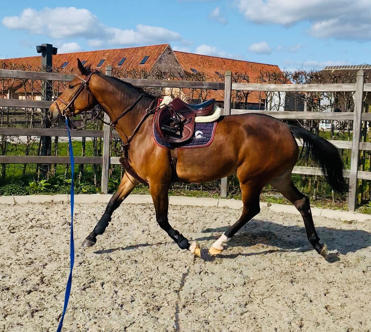 kwpn springpaard merrie 5 år bruin till salu - Foto 3