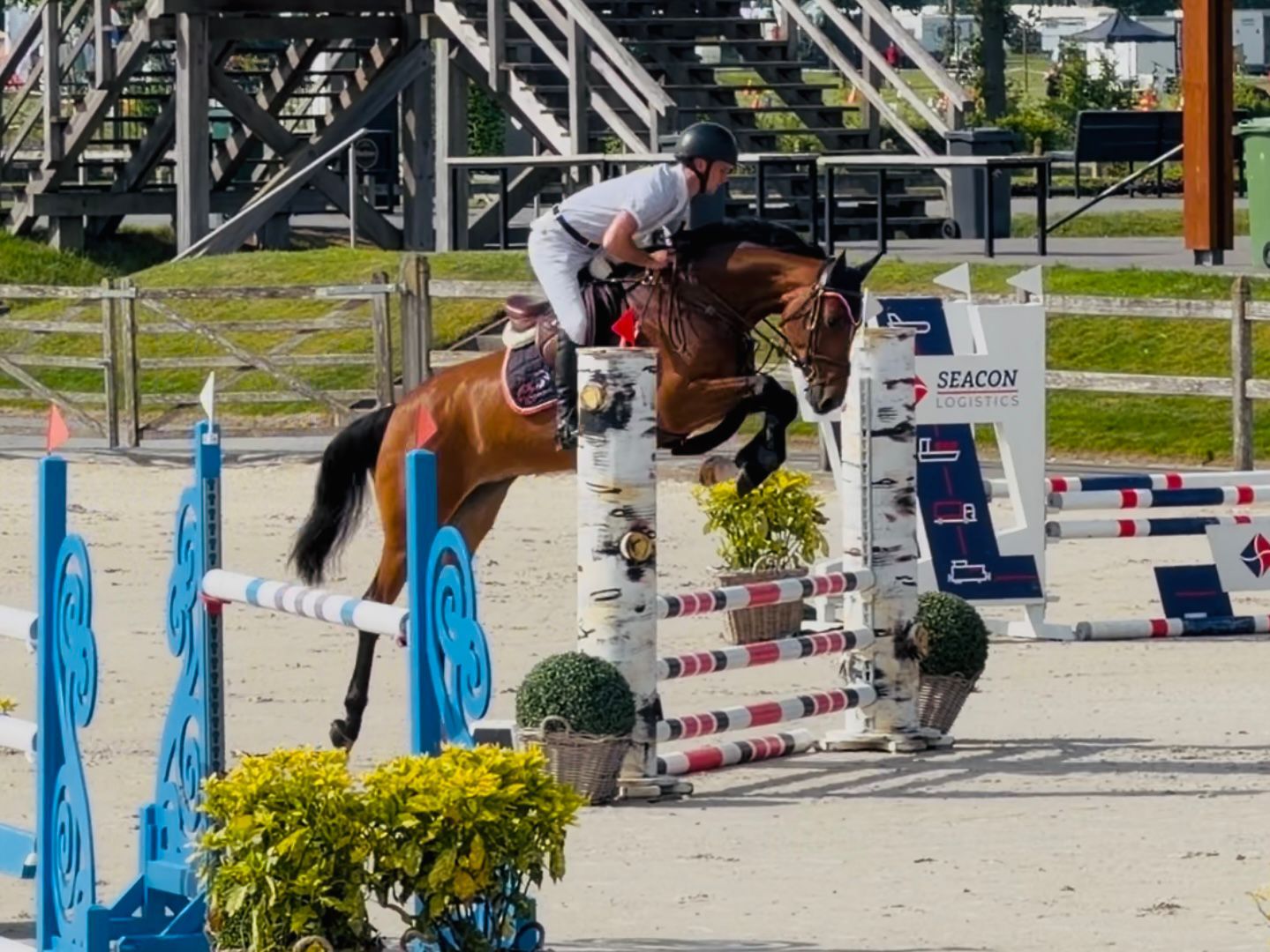 kwpn springpaard merrie 5 år bruin till salu - Foto 2