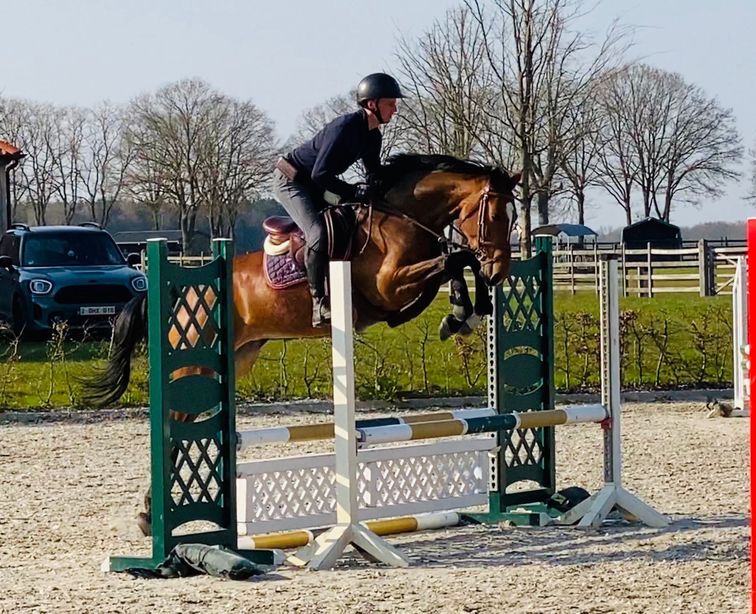 kwpn springpaard merrie 5 år bruin till salu - Foto 5