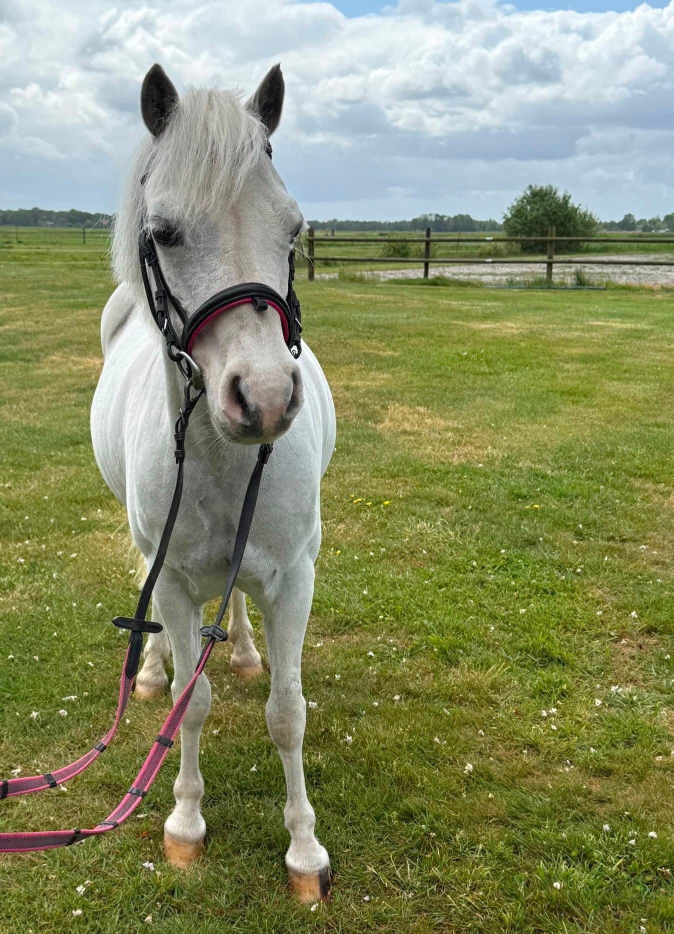 Welsh Mountain Pony Sektion A