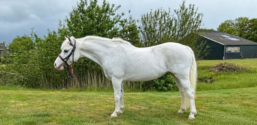 welsh allround-pony merrie 13 jaar schimmel te koop - Foto 3