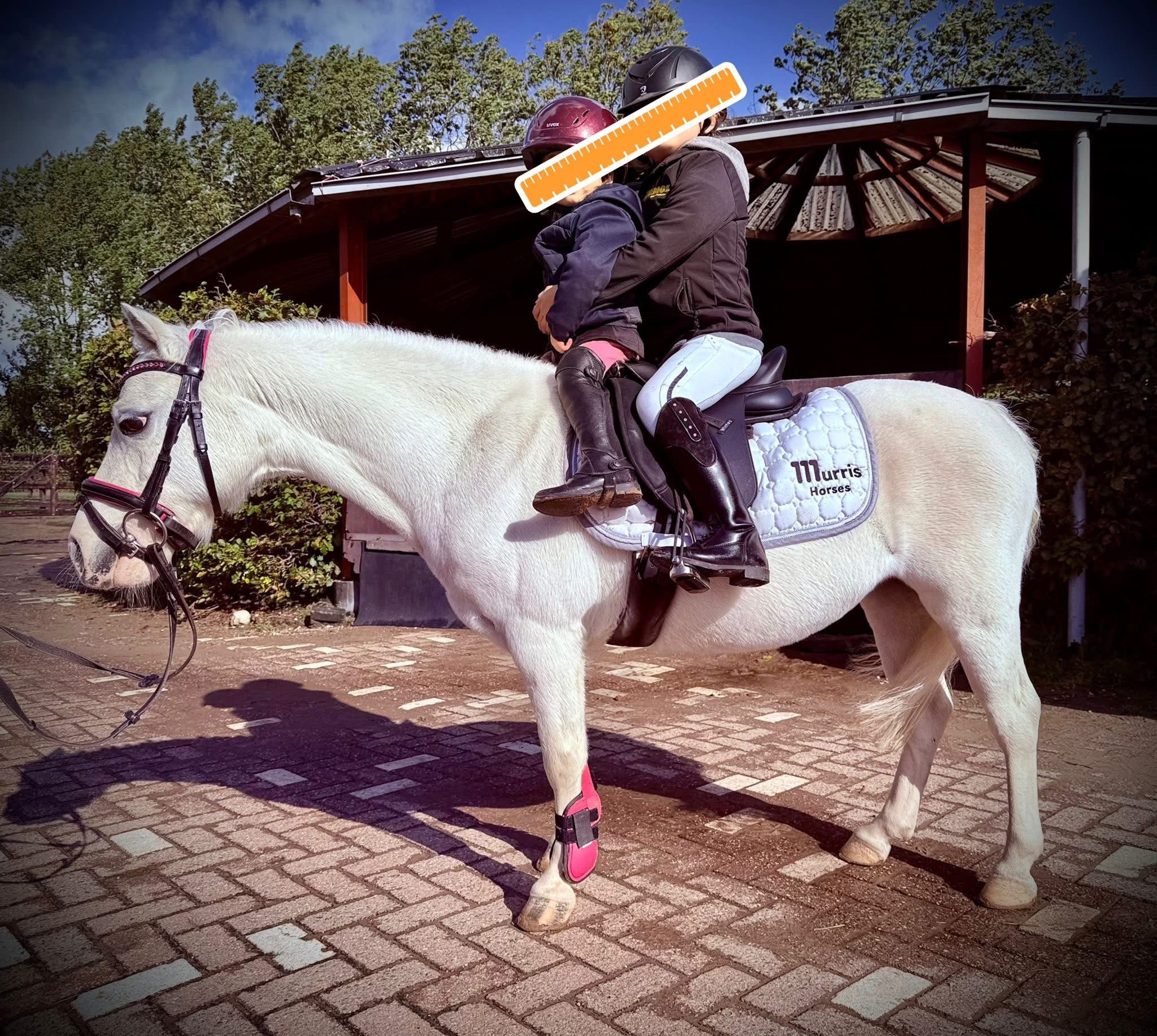 welsh allround-pony merrie 13 jaar schimmel te koop - Foto 5