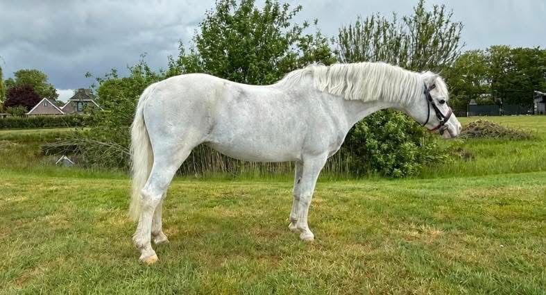 welsh allround-pony merrie 13 jaar schimmel te koop - Foto 4