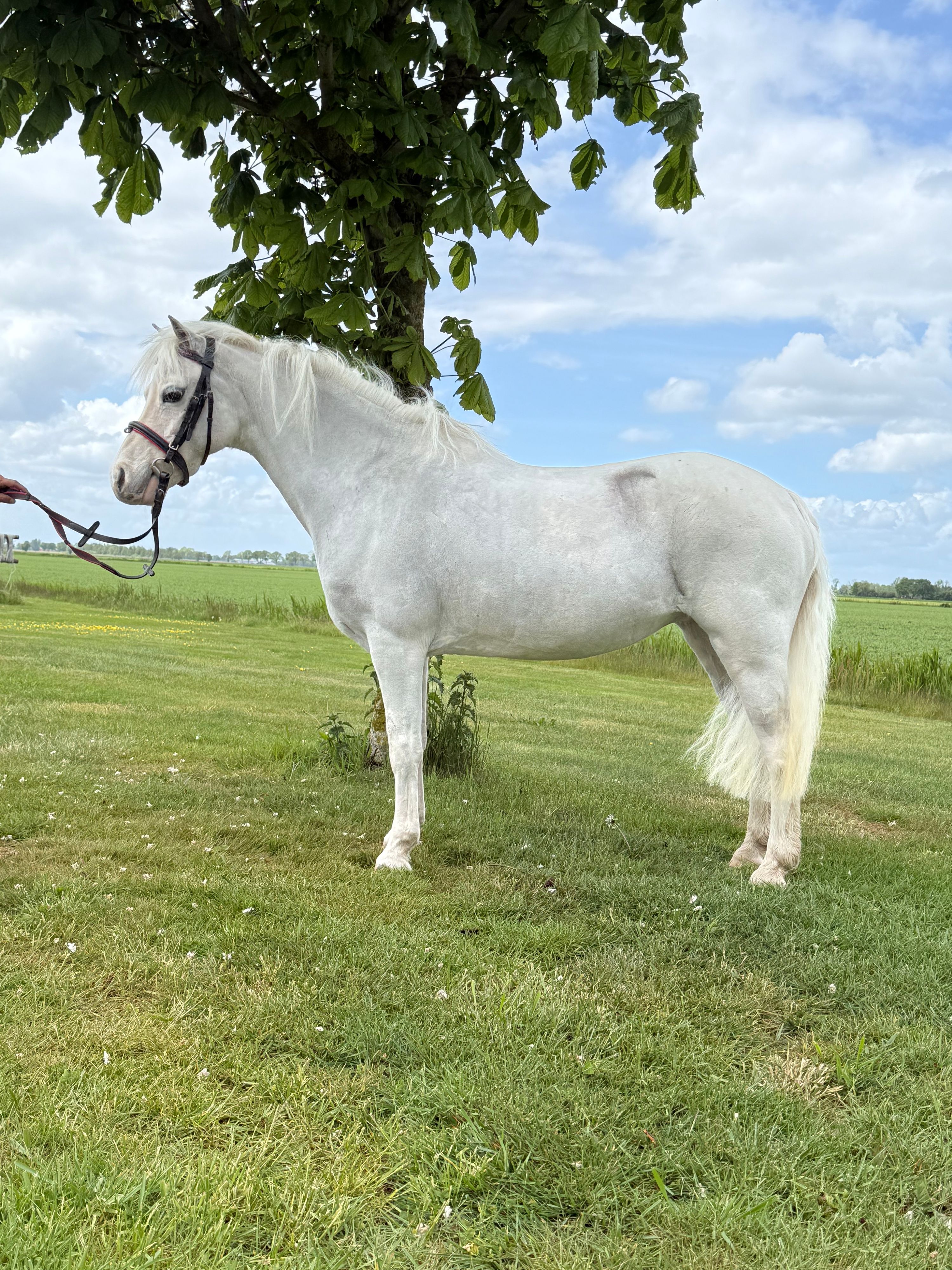 welsh allround-pony merrie 13 jaar schimmel te koop - Foto 6