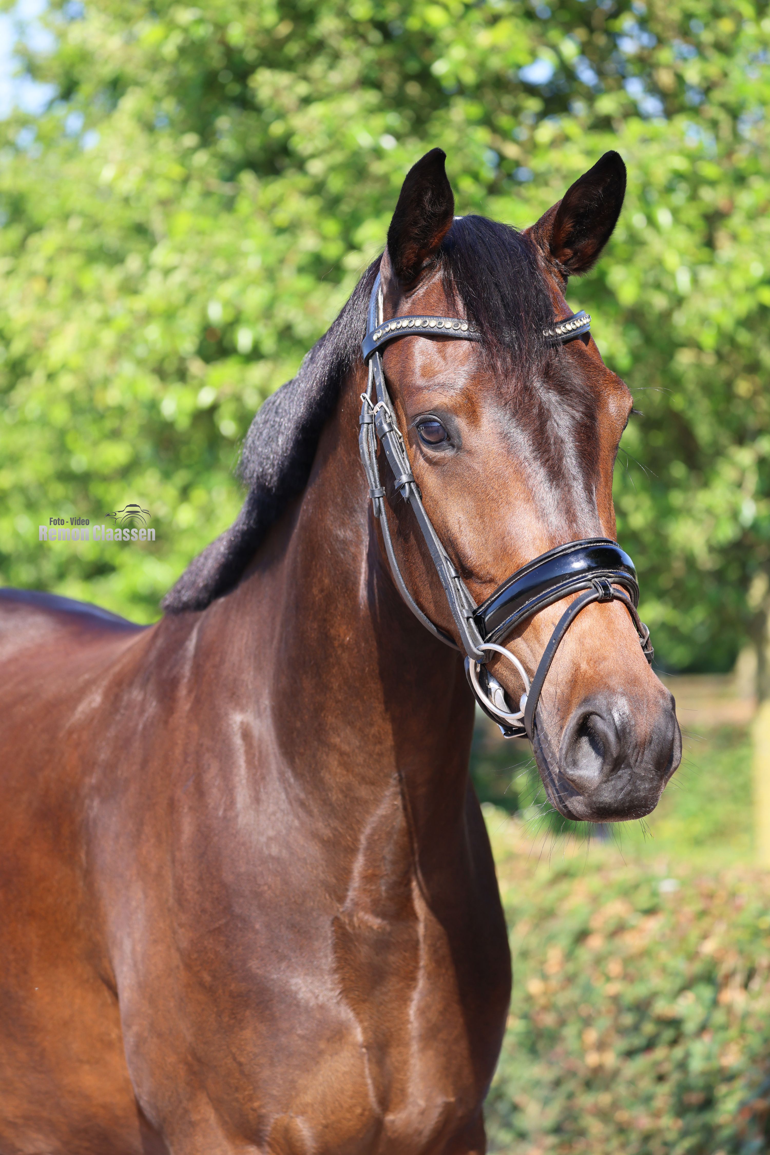 KWPN dressuurpaard Ruin 3 Jahre alt donkerbruin zu verkaufen - Foto 4