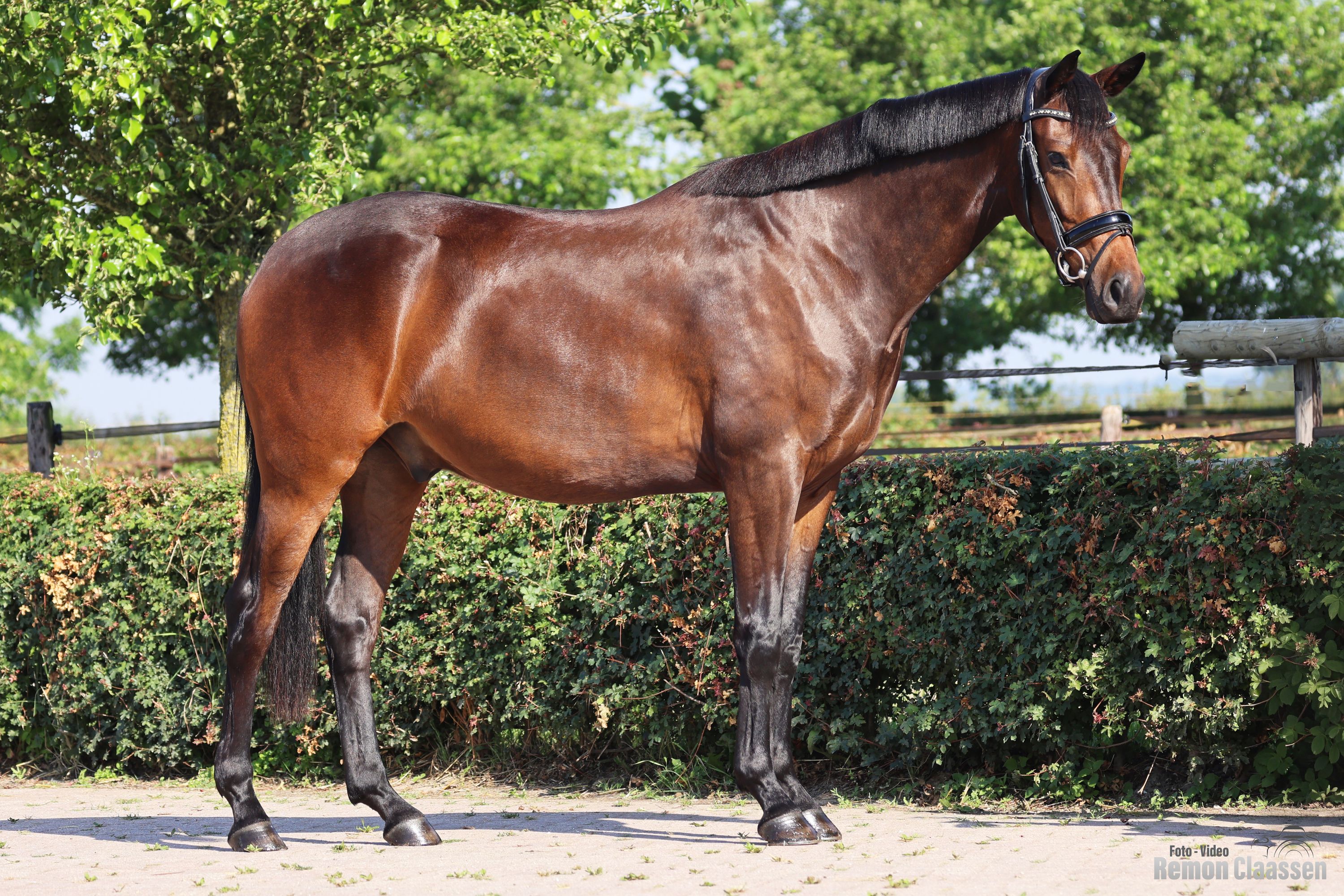 KWPN dressuurpaard Ruin 3 Jahre alt donkerbruin zu verkaufen - Foto 3