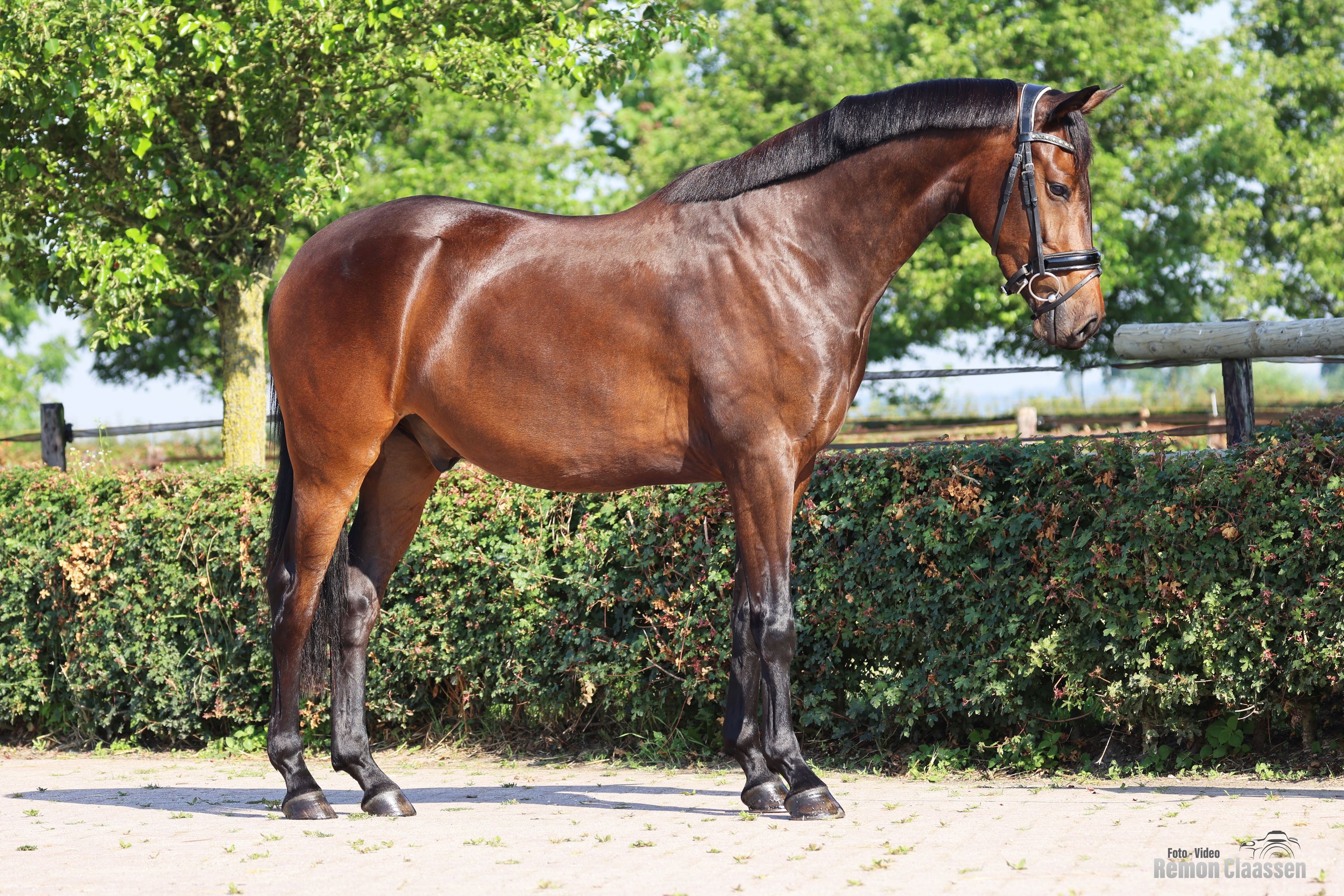 KWPN dressuurpaard Ruin 3 Jahre alt donkerbruin zu verkaufen - Foto 2