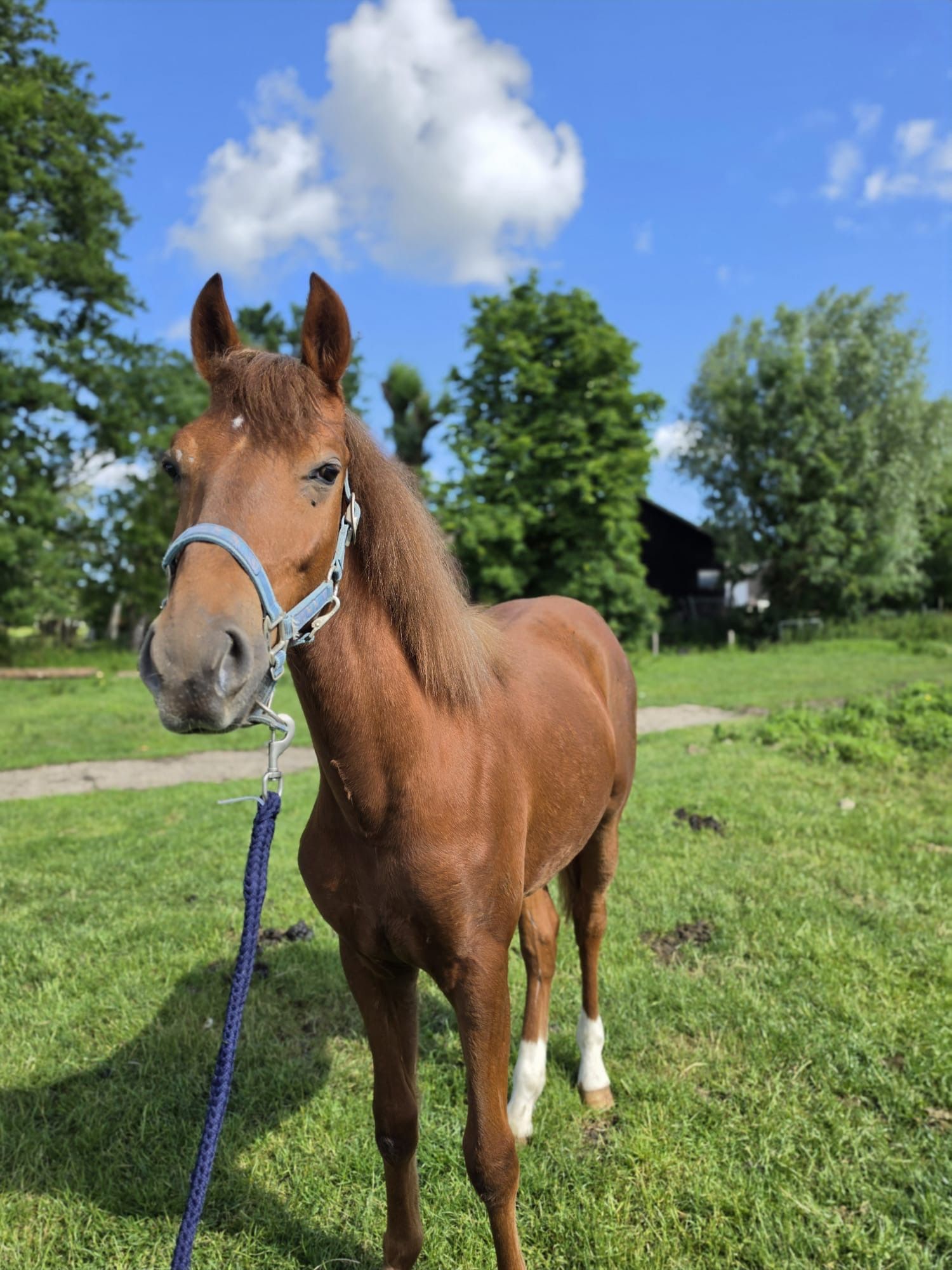 new-forest springpony hengst 1 jaar vos te koop - Foto 2