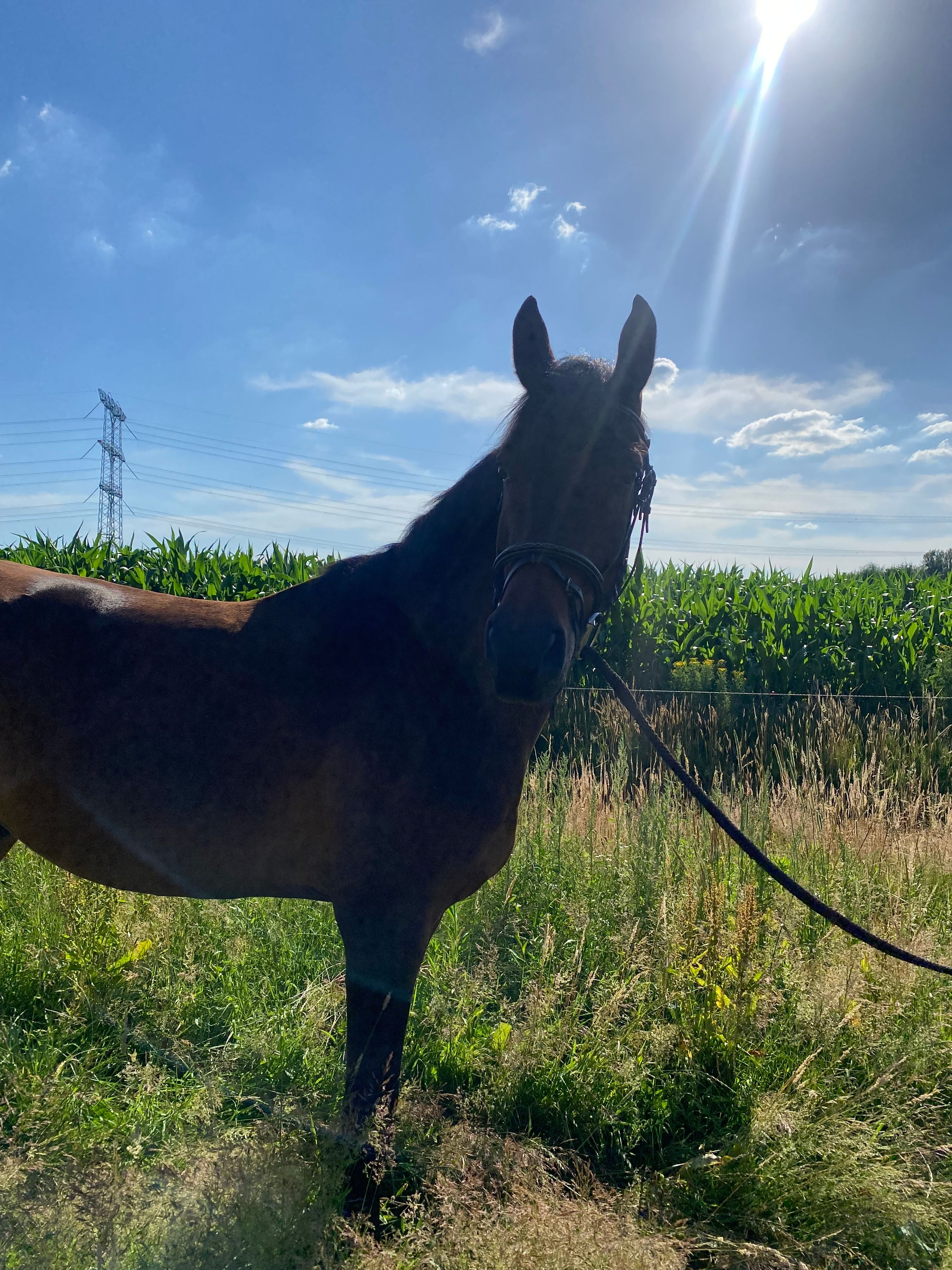 kwpn springpaard ruin 4 år donkerbruin till salu - Foto 2