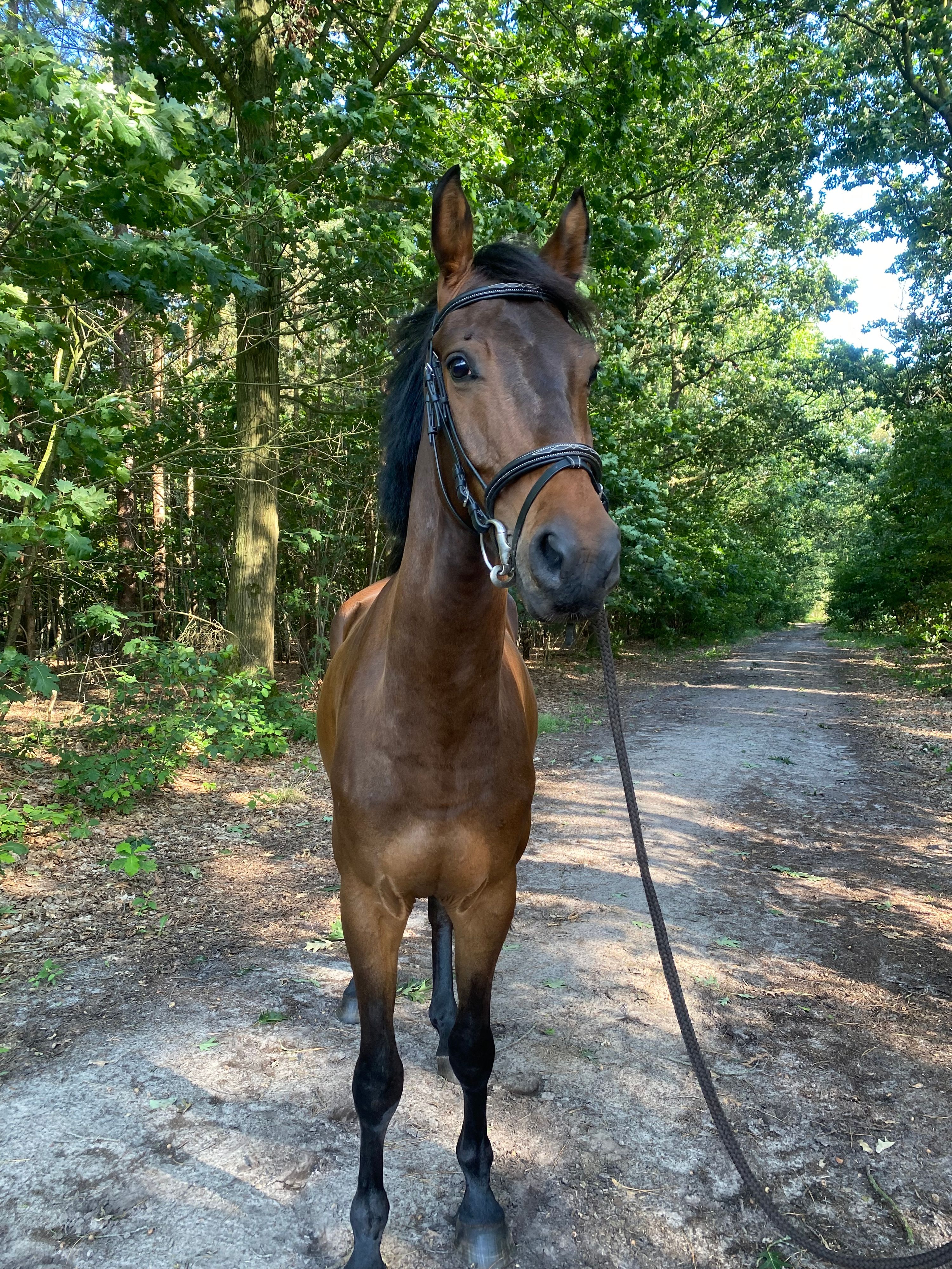 kwpn springpaard ruin 4 år donkerbruin till salu - Foto 3