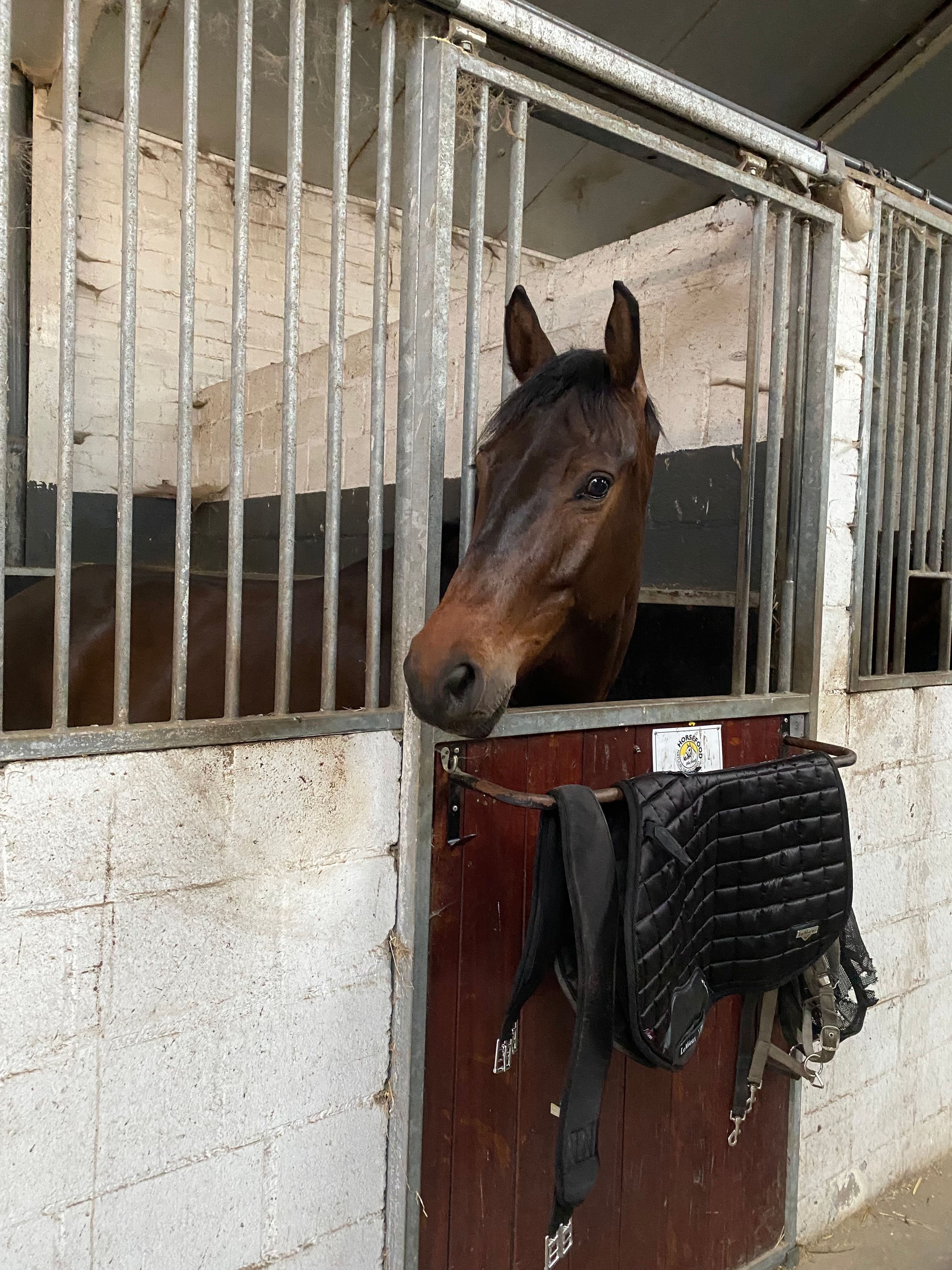 kwpn springpaard ruin 4 år donkerbruin till salu - Foto 5
