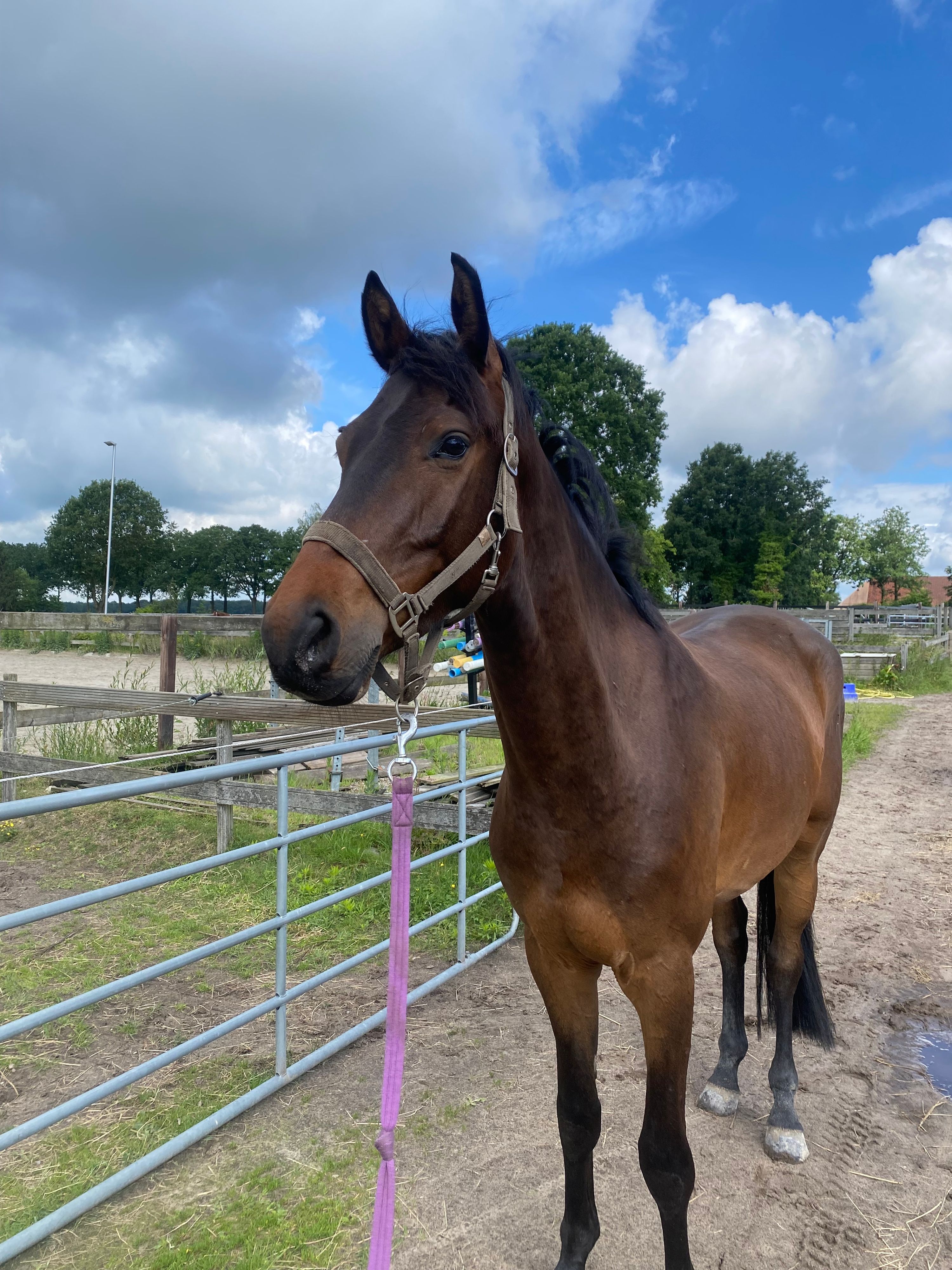 kwpn springpaard ruin 4 år donkerbruin till salu - Foto 4