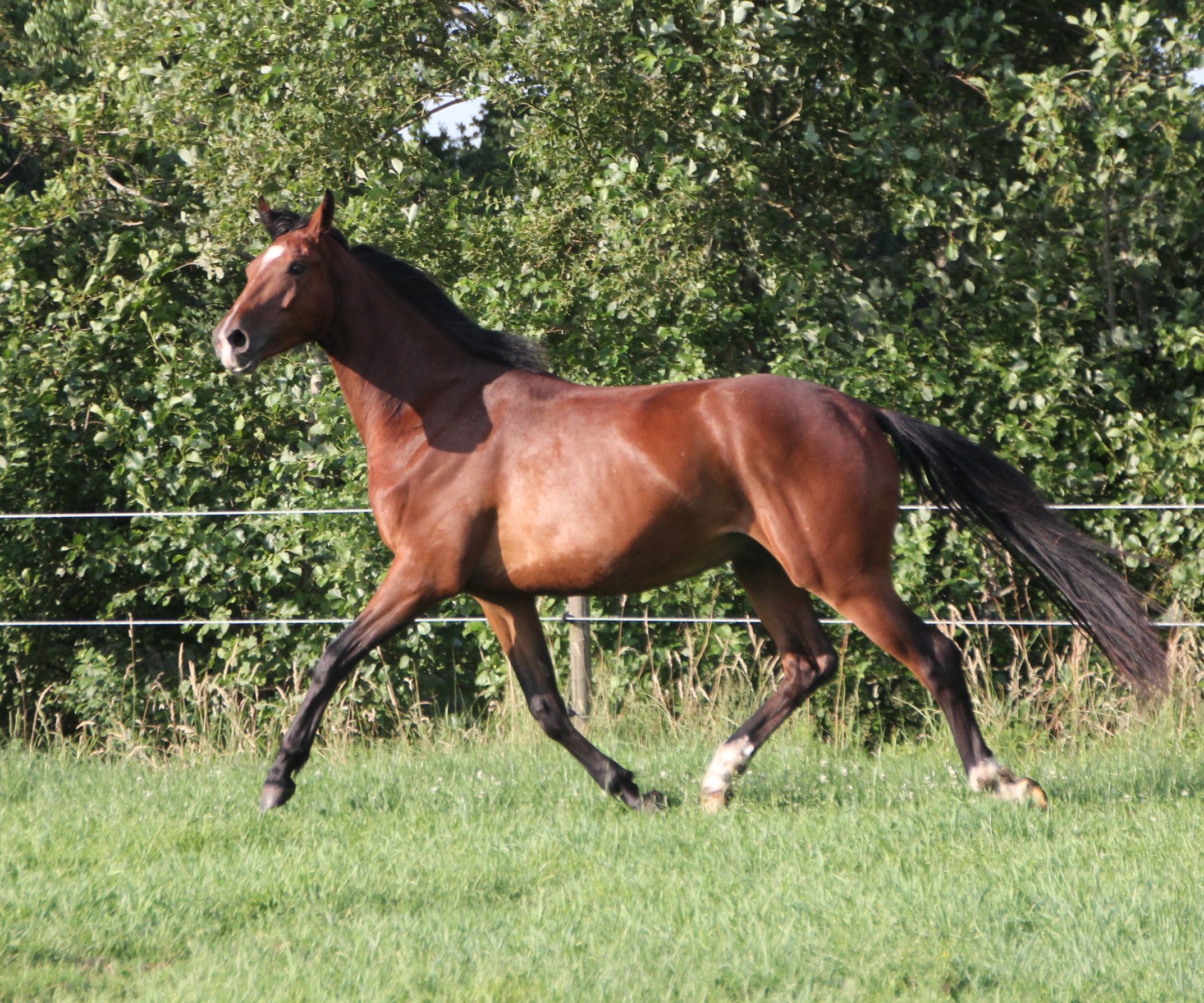Very good moving 3-year-old ruin, Spielberg X Son de Niro X Purioso