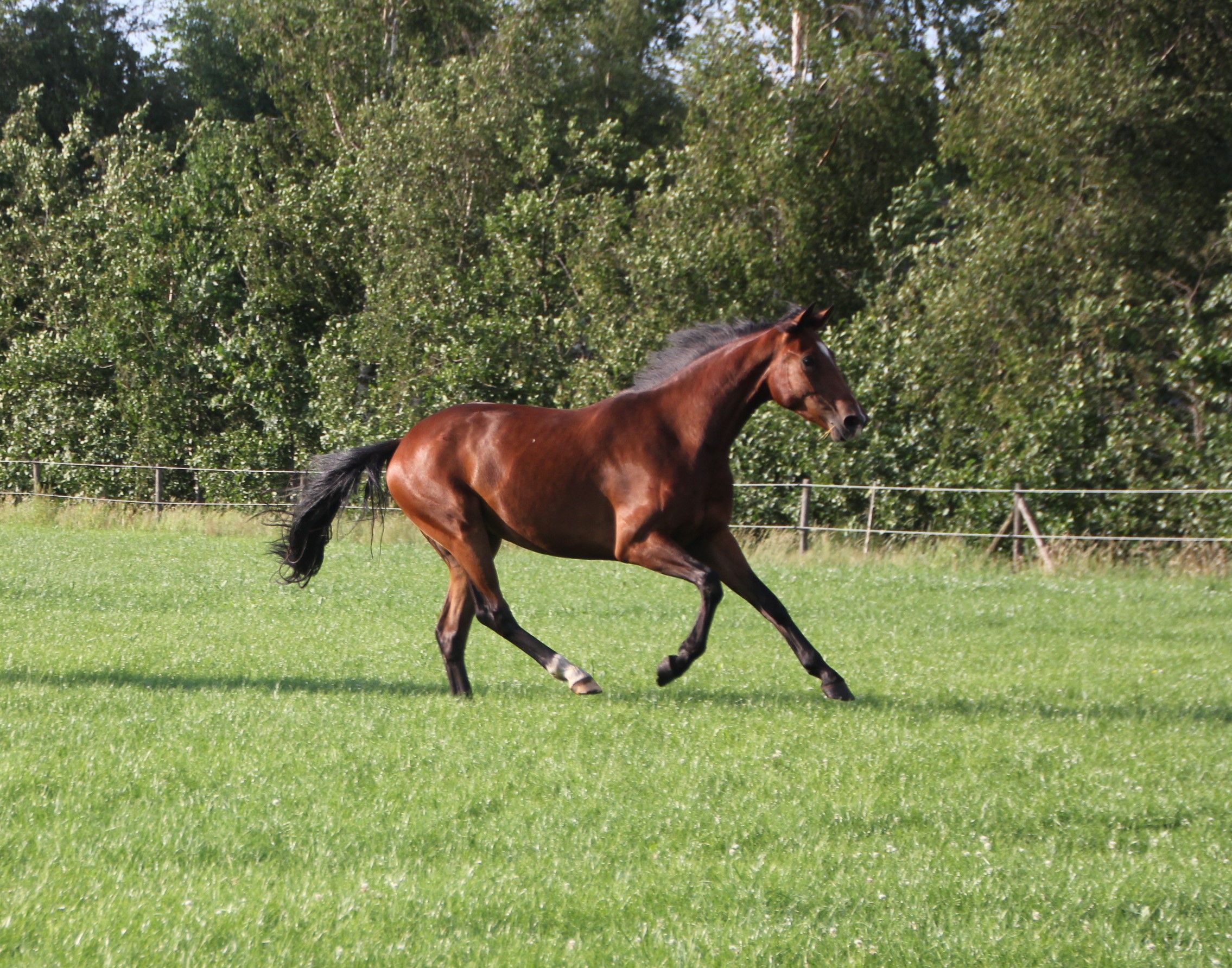 kwpn dressuurpaard ruin 3 years old donkerbruin for sale - Photo 2