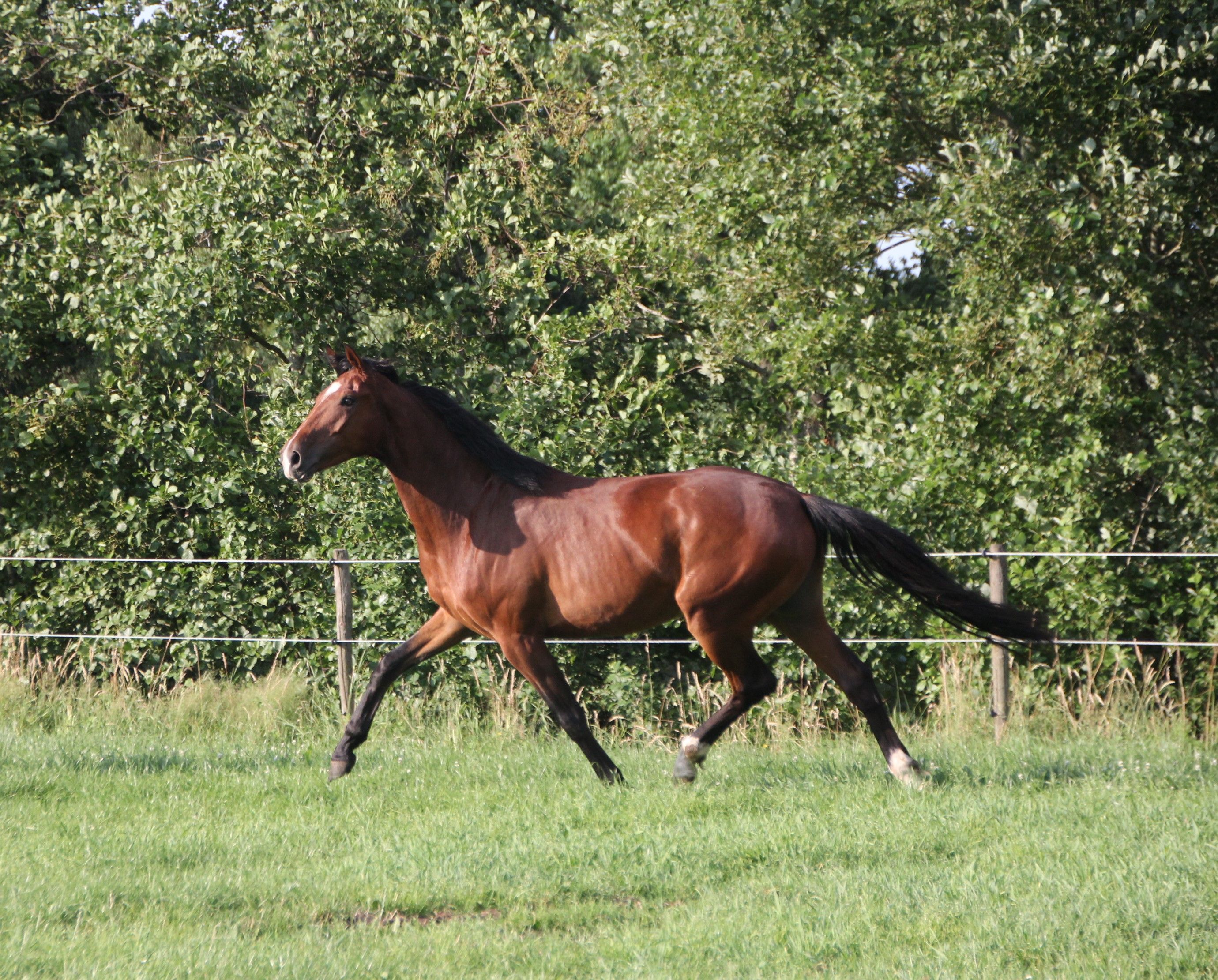 kwpn dressuurpaard ruin 3 years old donkerbruin for sale - Photo 3
