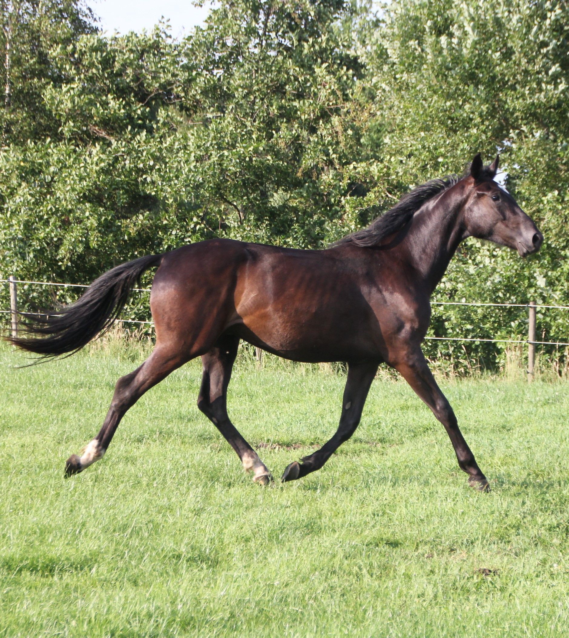 kwpn dressuurpaard ruin 2 jaar andere-kleur te koop - Foto 2