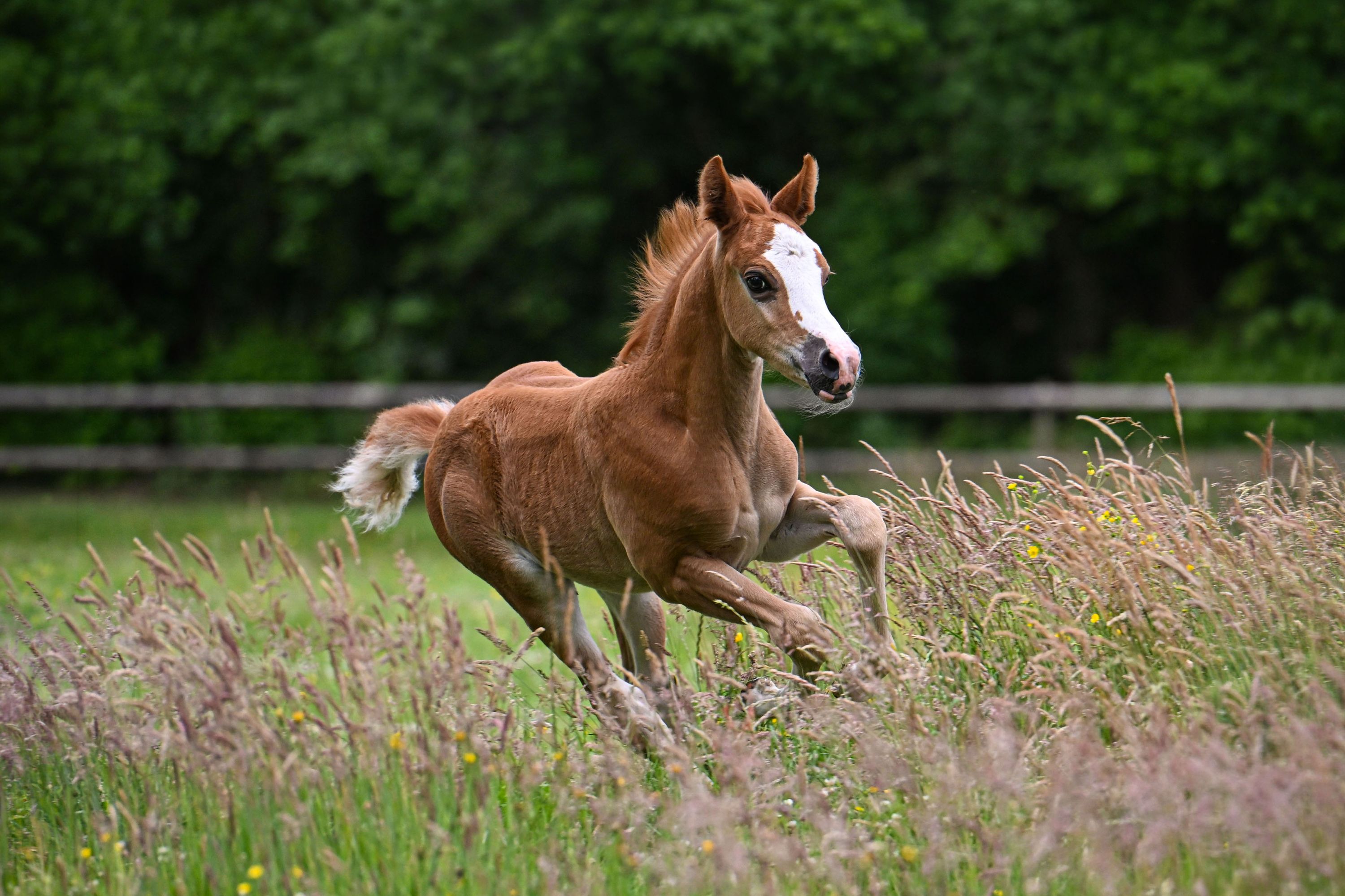 new-forest dressuurpony hengst 0 år vos till salu - Foto 2