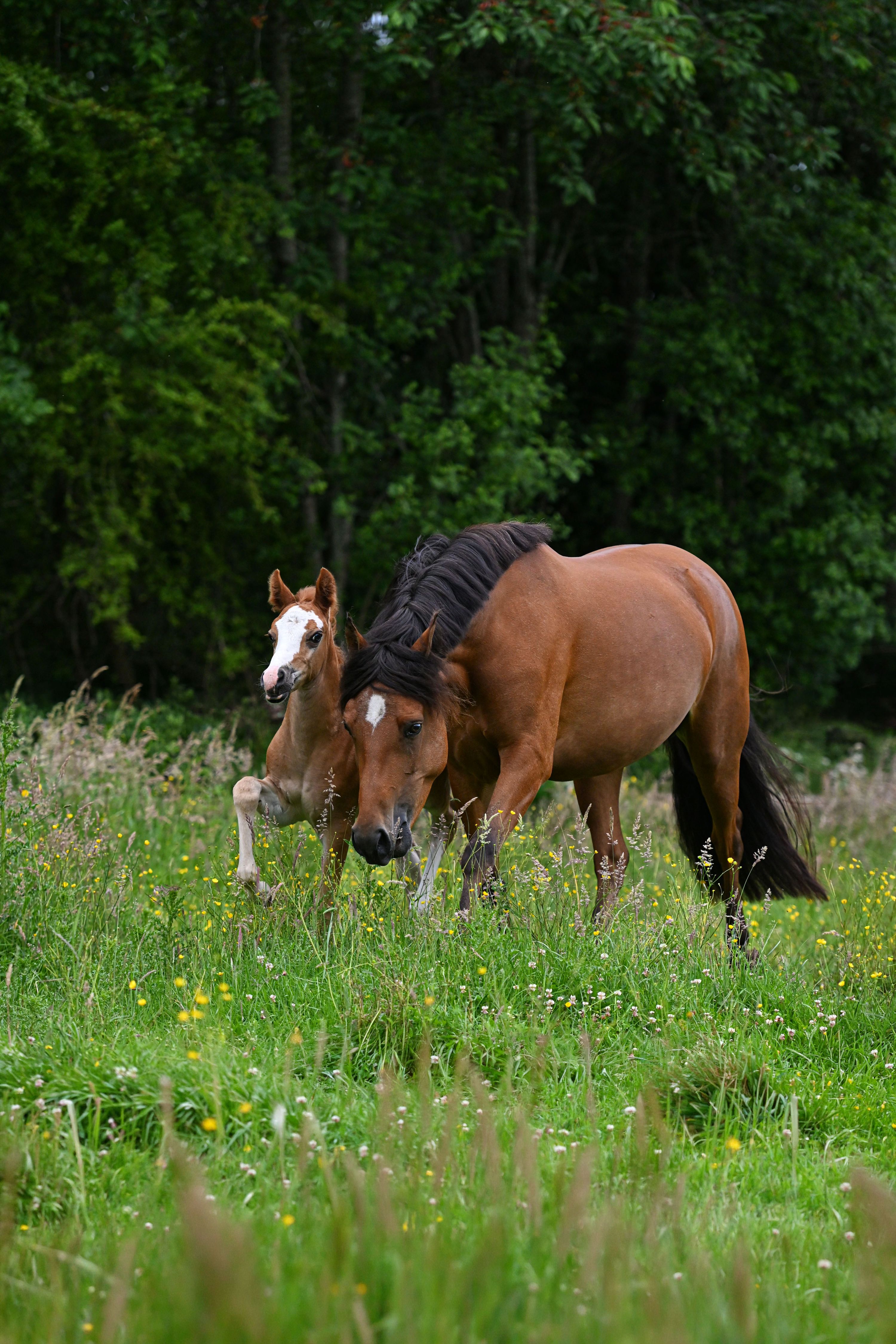 new-forest dressuurpony hengst 0 år vos till salu - Foto 4