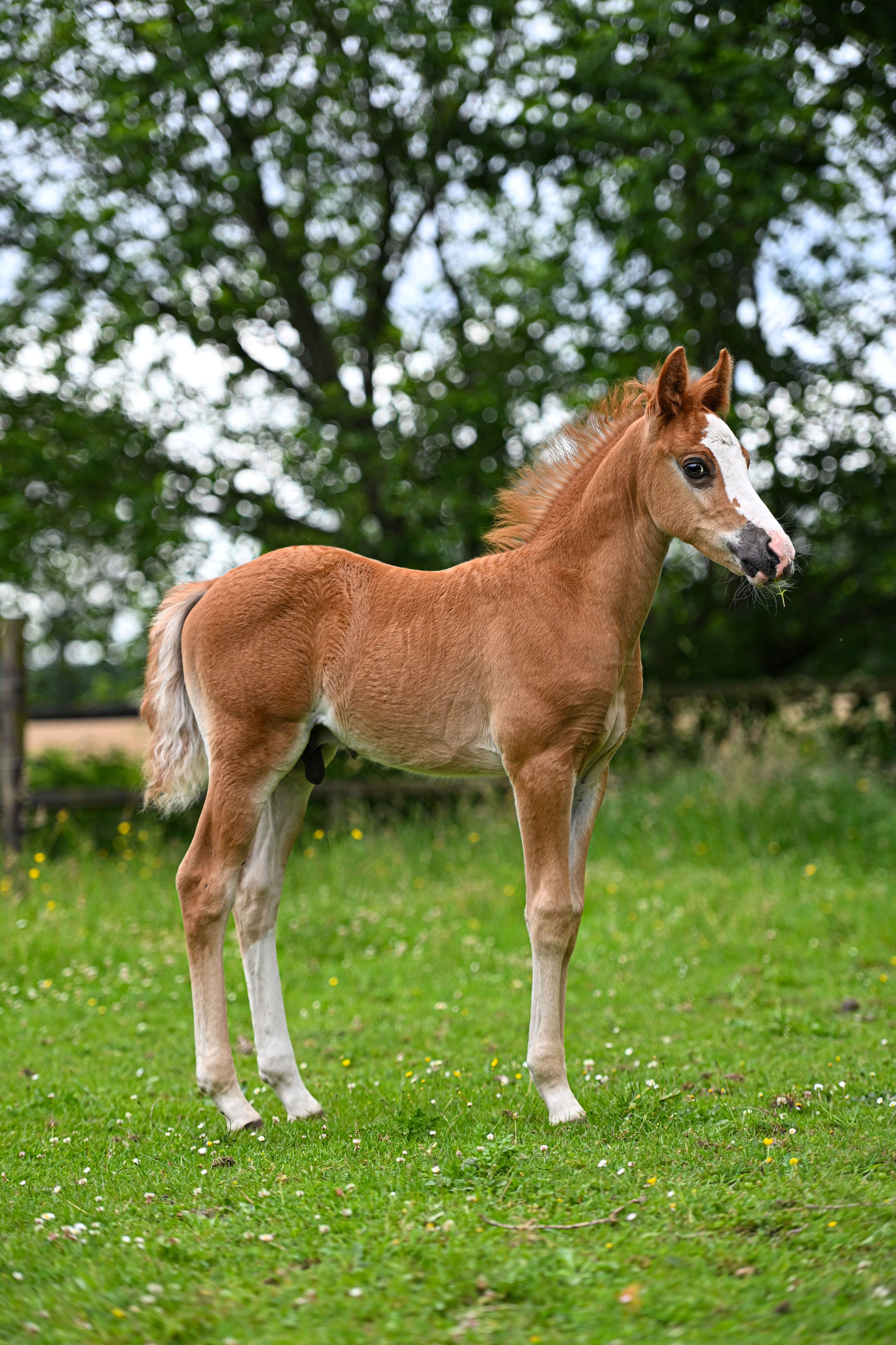 new-forest dressuurpony hengst 0 år vos till salu - Foto 6