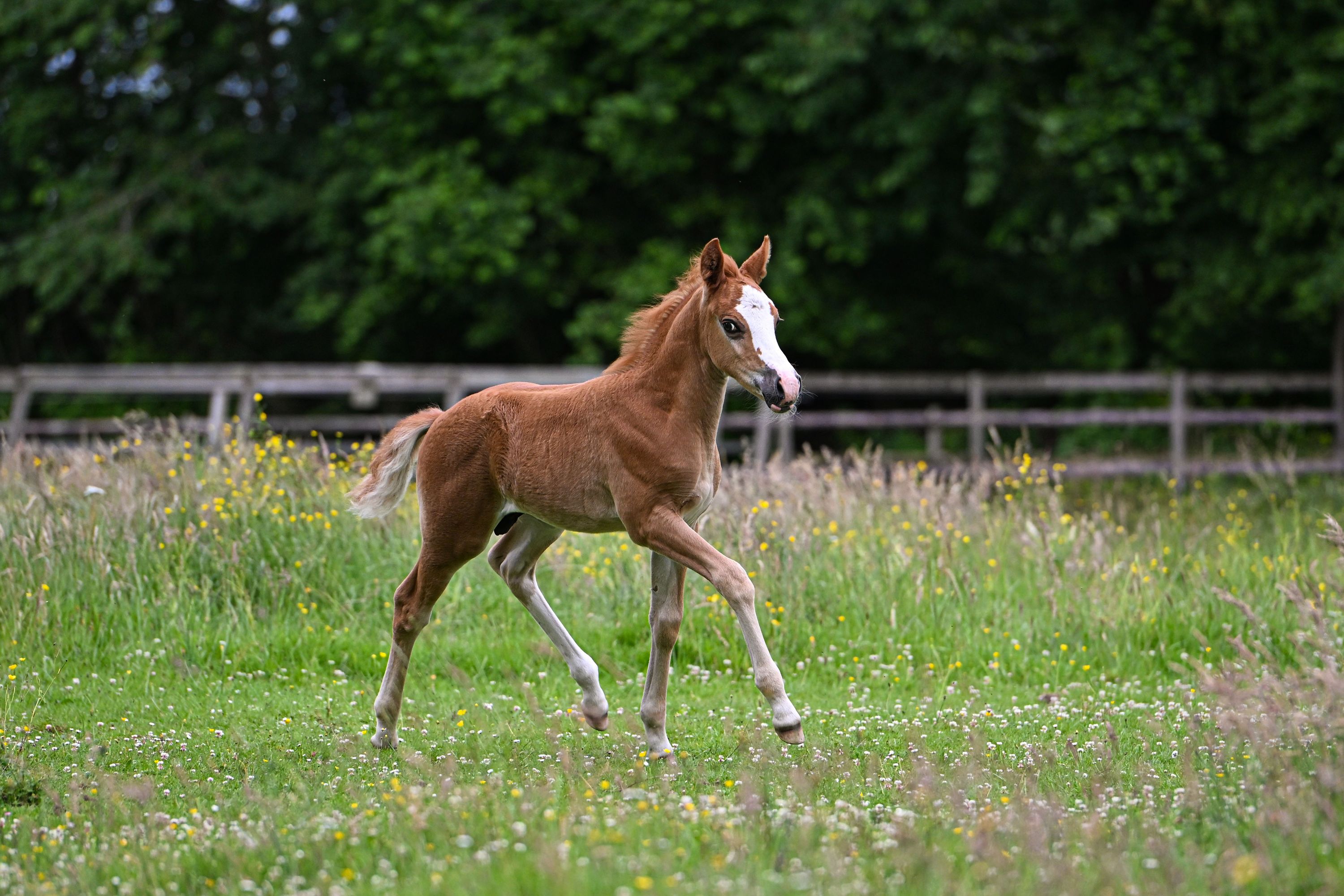 new-forest dressuurpony hengst 0 år vos till salu - Foto 3