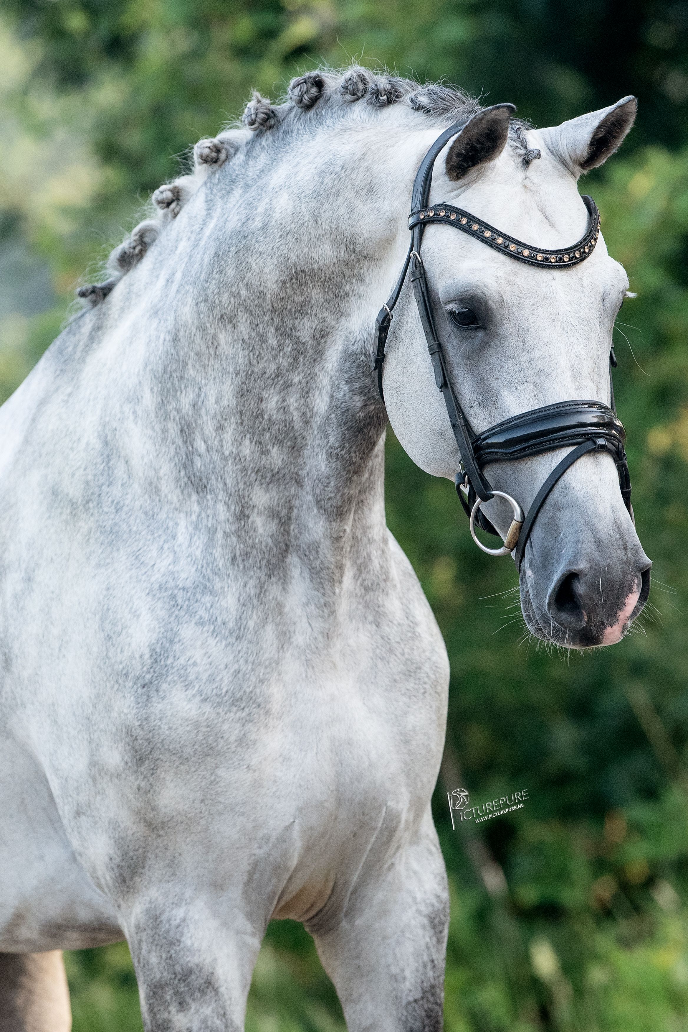 Exceptional 6-year-old Kjento x Rousseau grey stallion