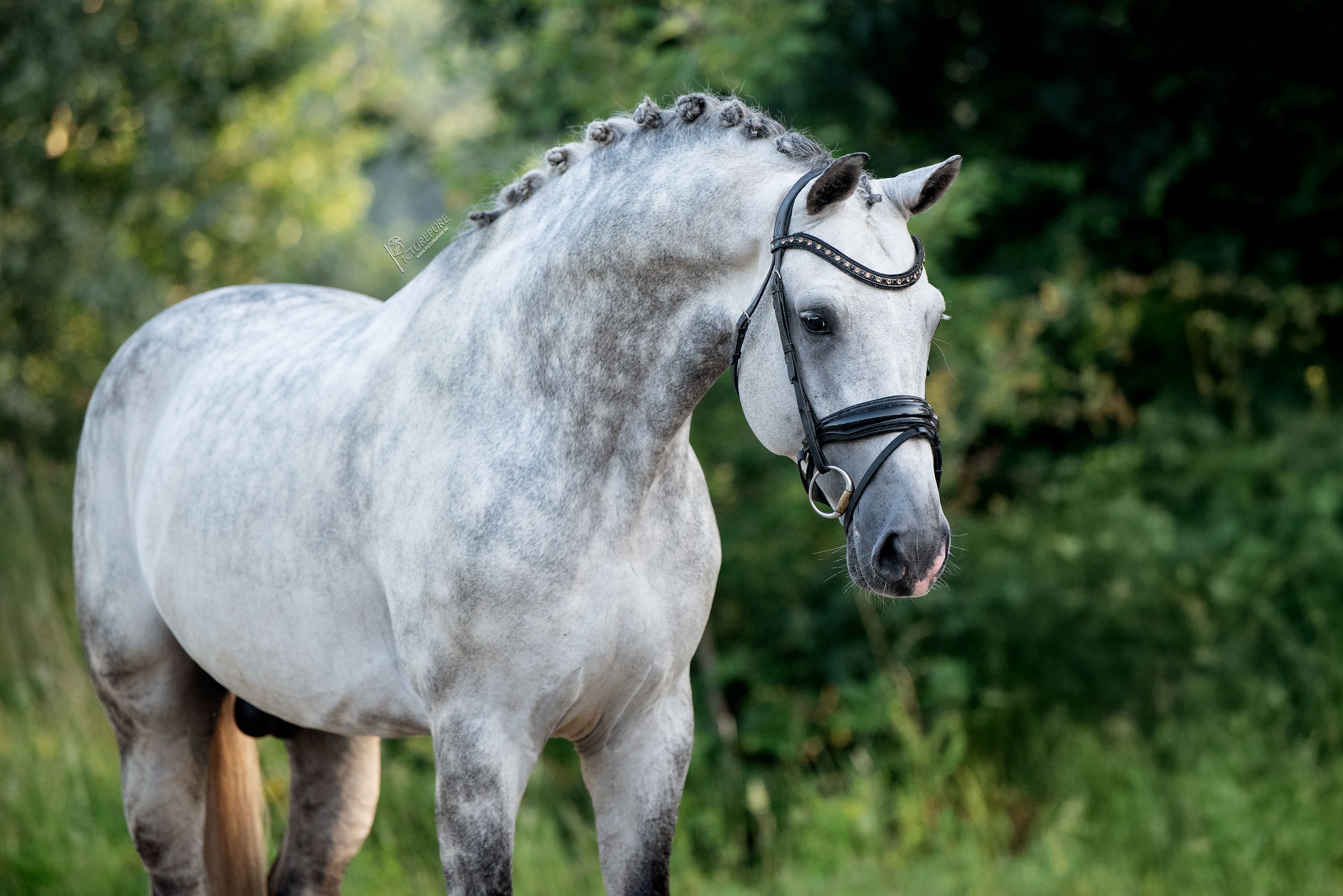 kwpn dressuurpaard hengst 6 years old schimmel for sale - Photo 4