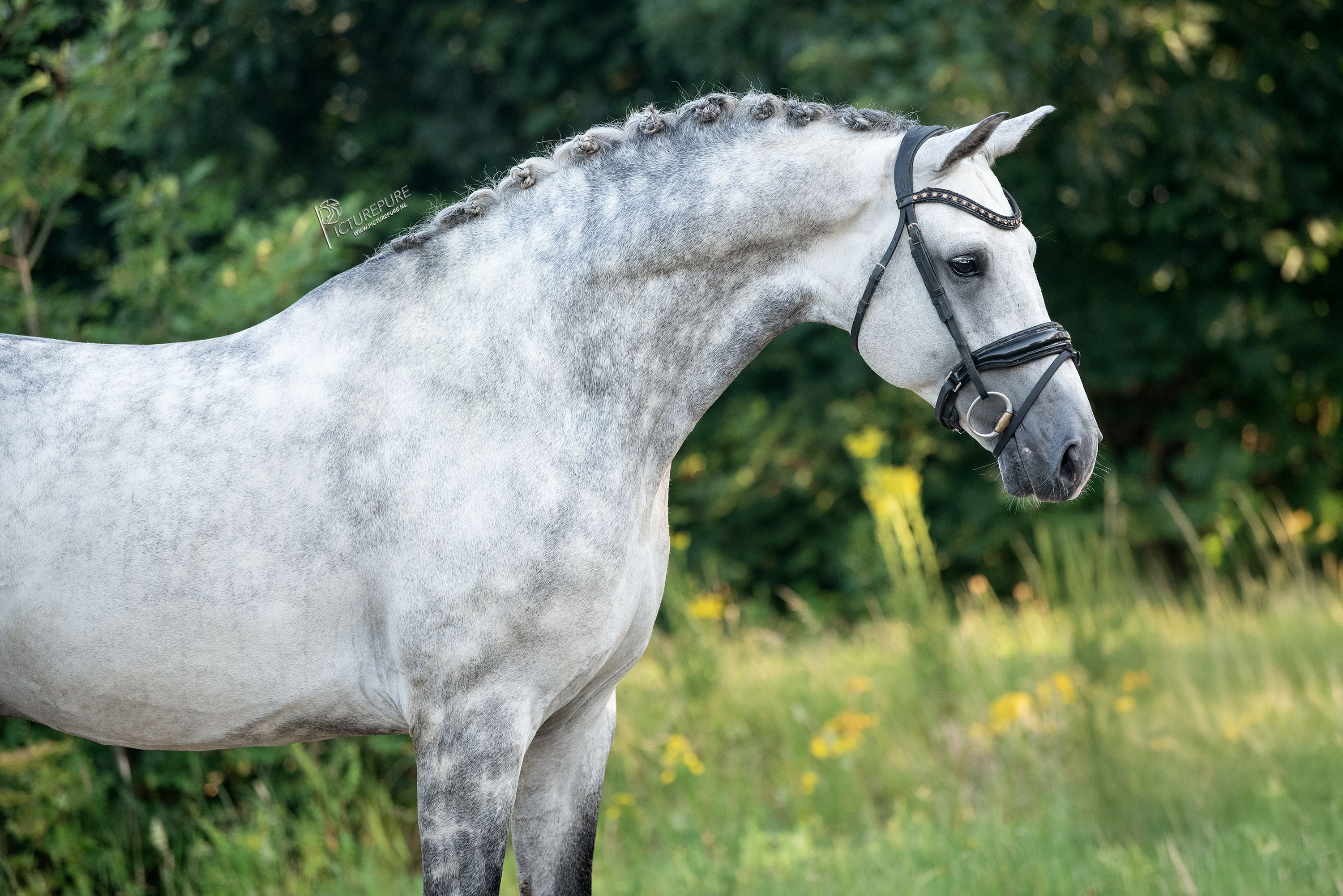 kwpn dressuurpaard hengst 6 years old schimmel for sale - Photo 3