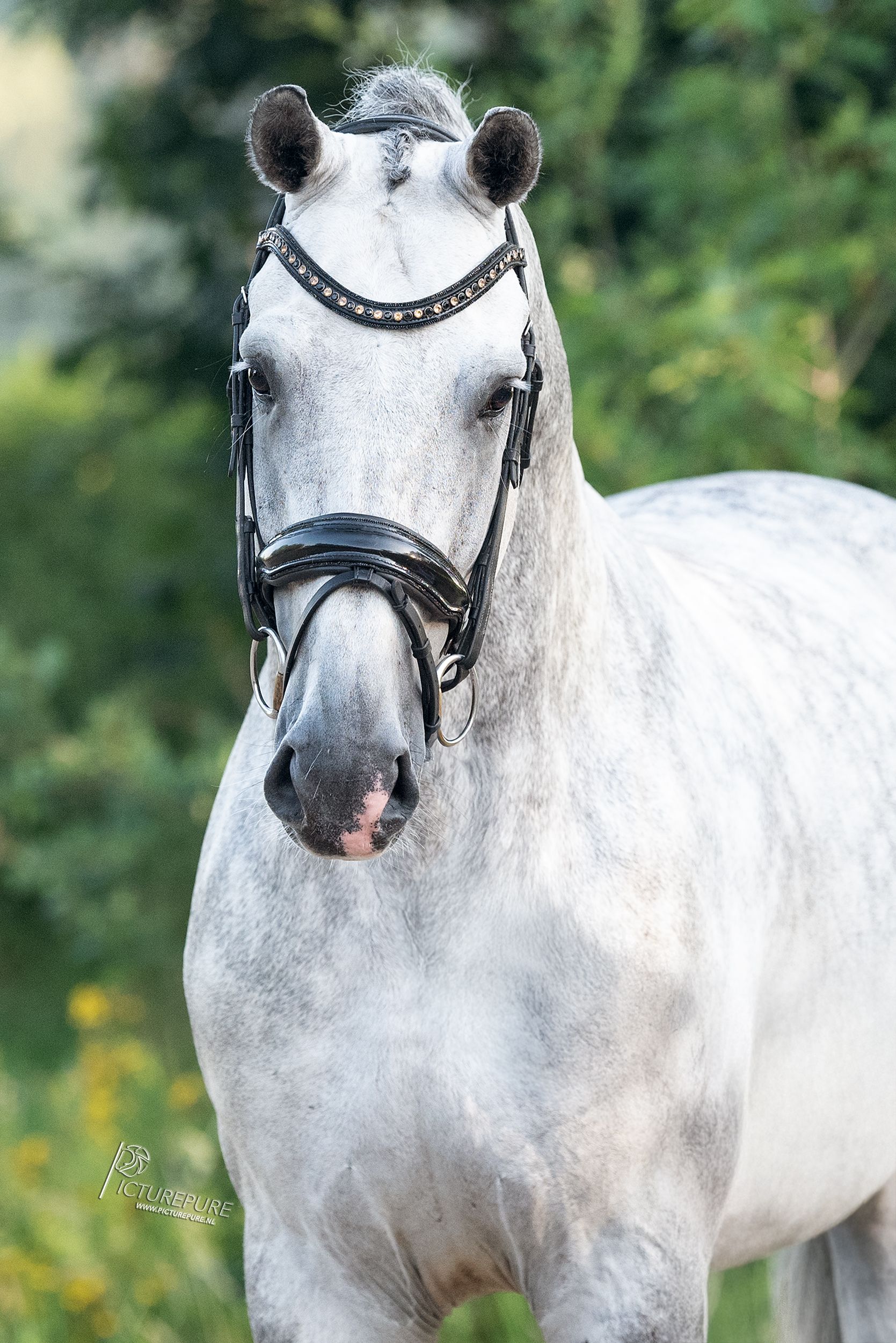 kwpn dressuurpaard hengst 6 years old schimmel for sale - Photo 2