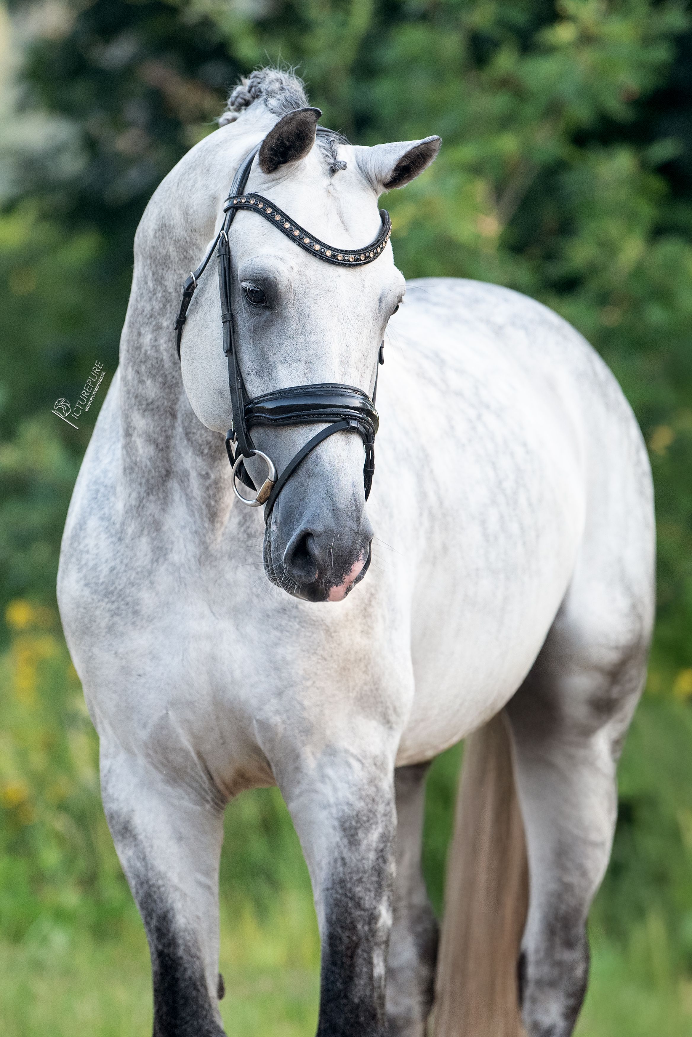 kwpn dressuurpaard hengst 6 years old schimmel for sale - Photo 5