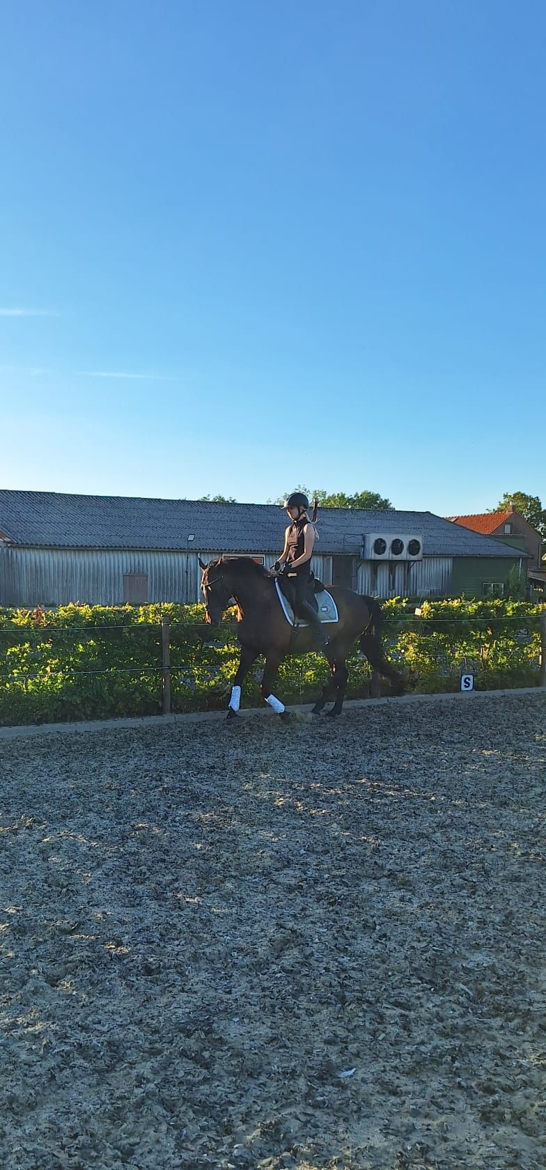 dressuurpony ruin 6 jaar donkerbruin te koop - Foto 3